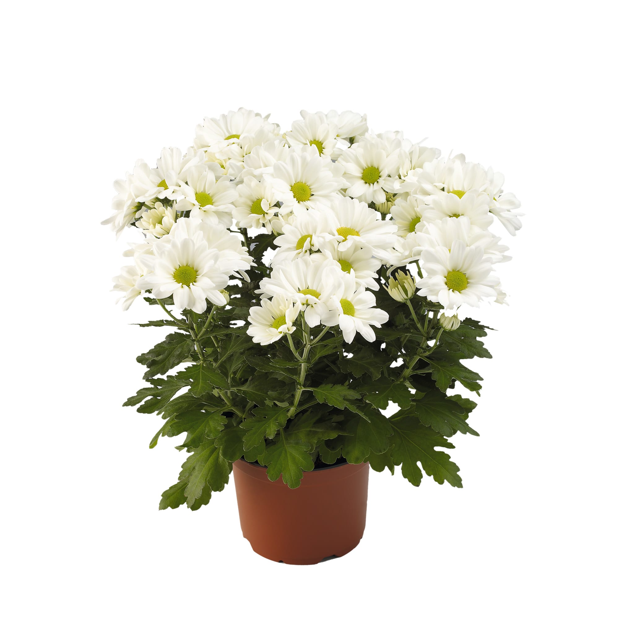 Mount® Runca