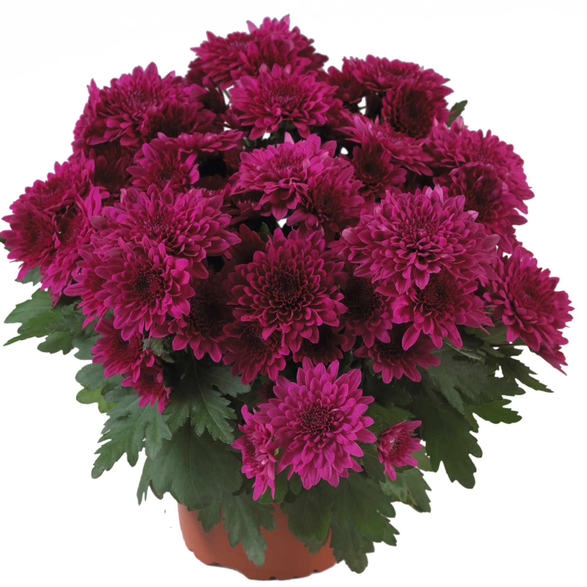 70089433-pot.jpg