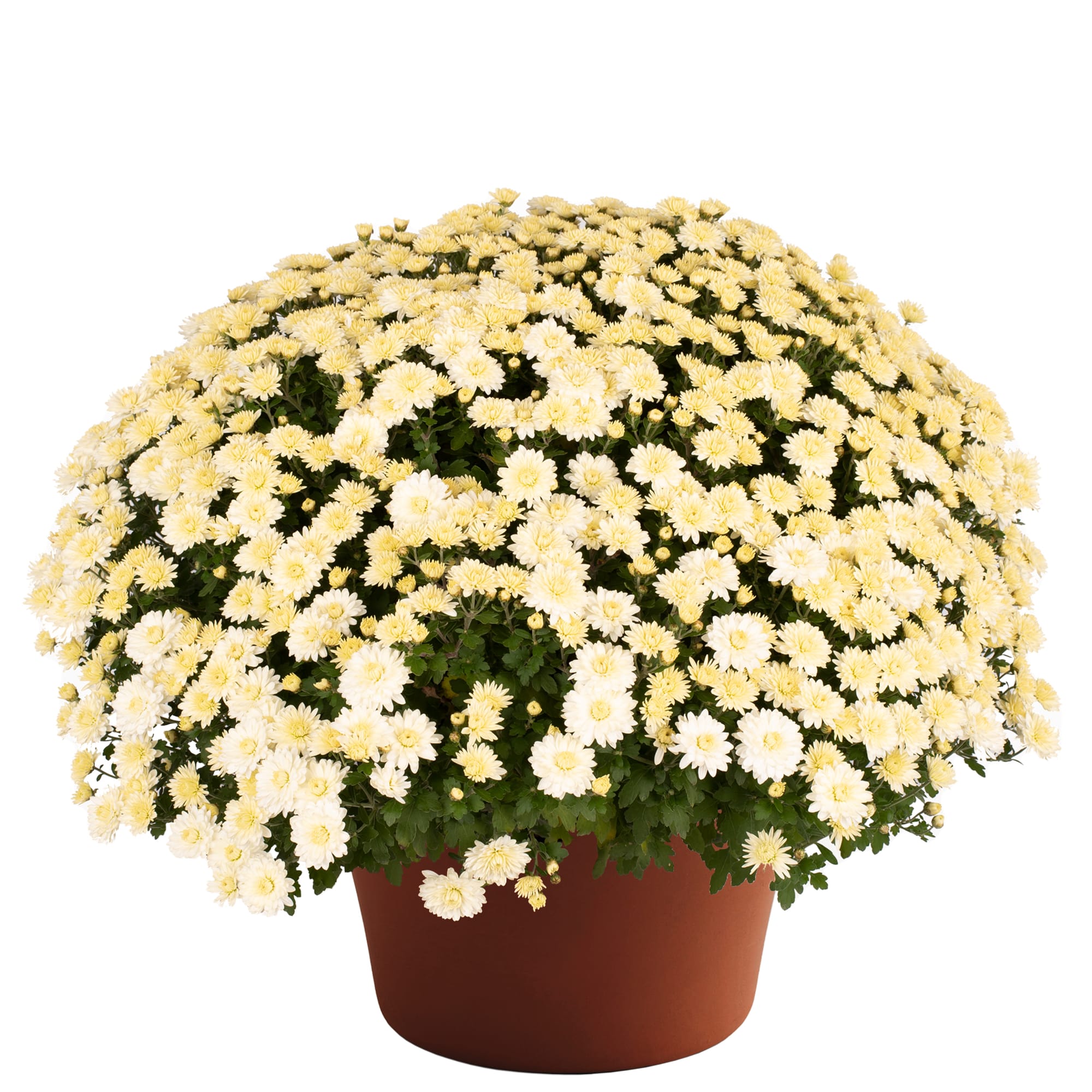 Wilma™ White