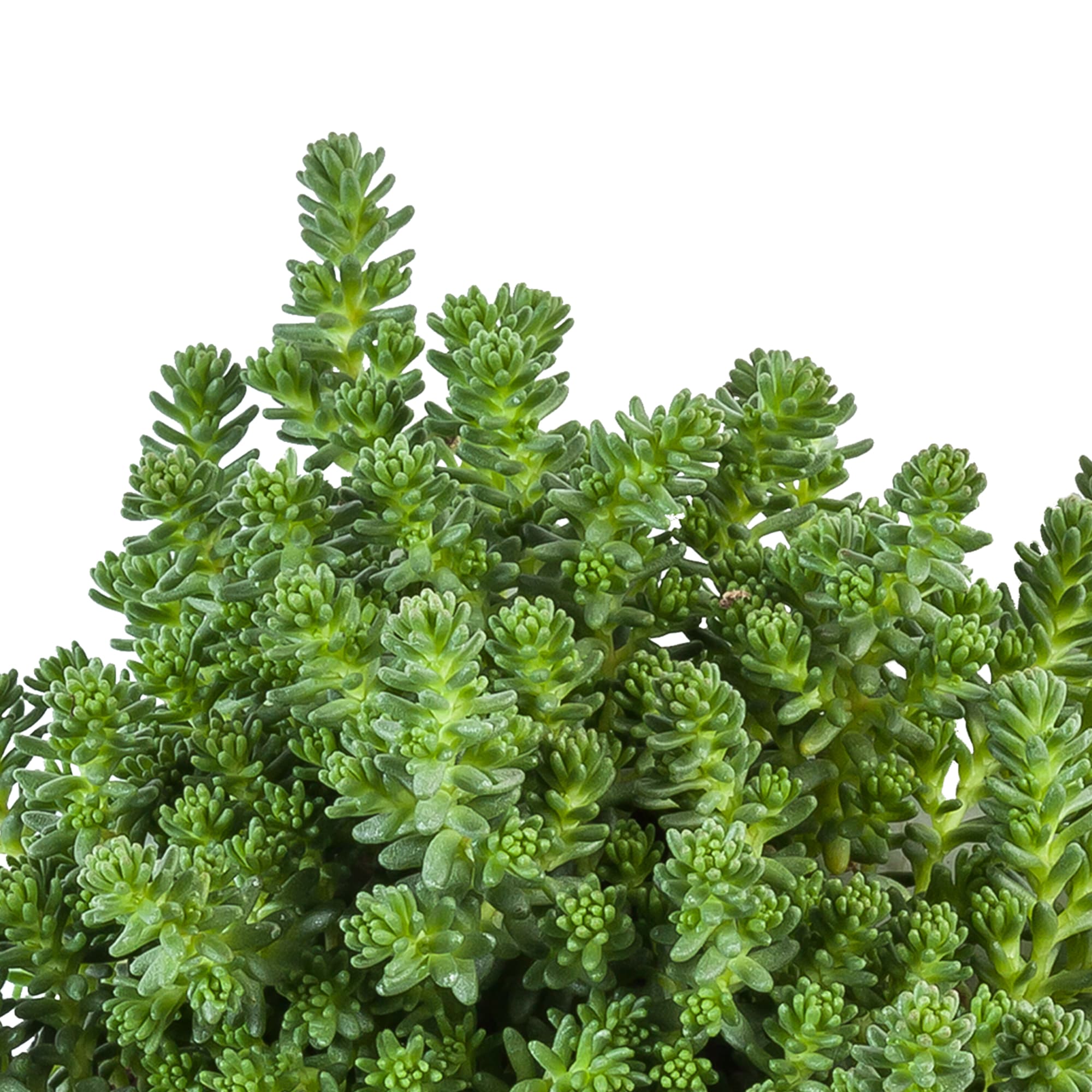 Sedum sexangulare