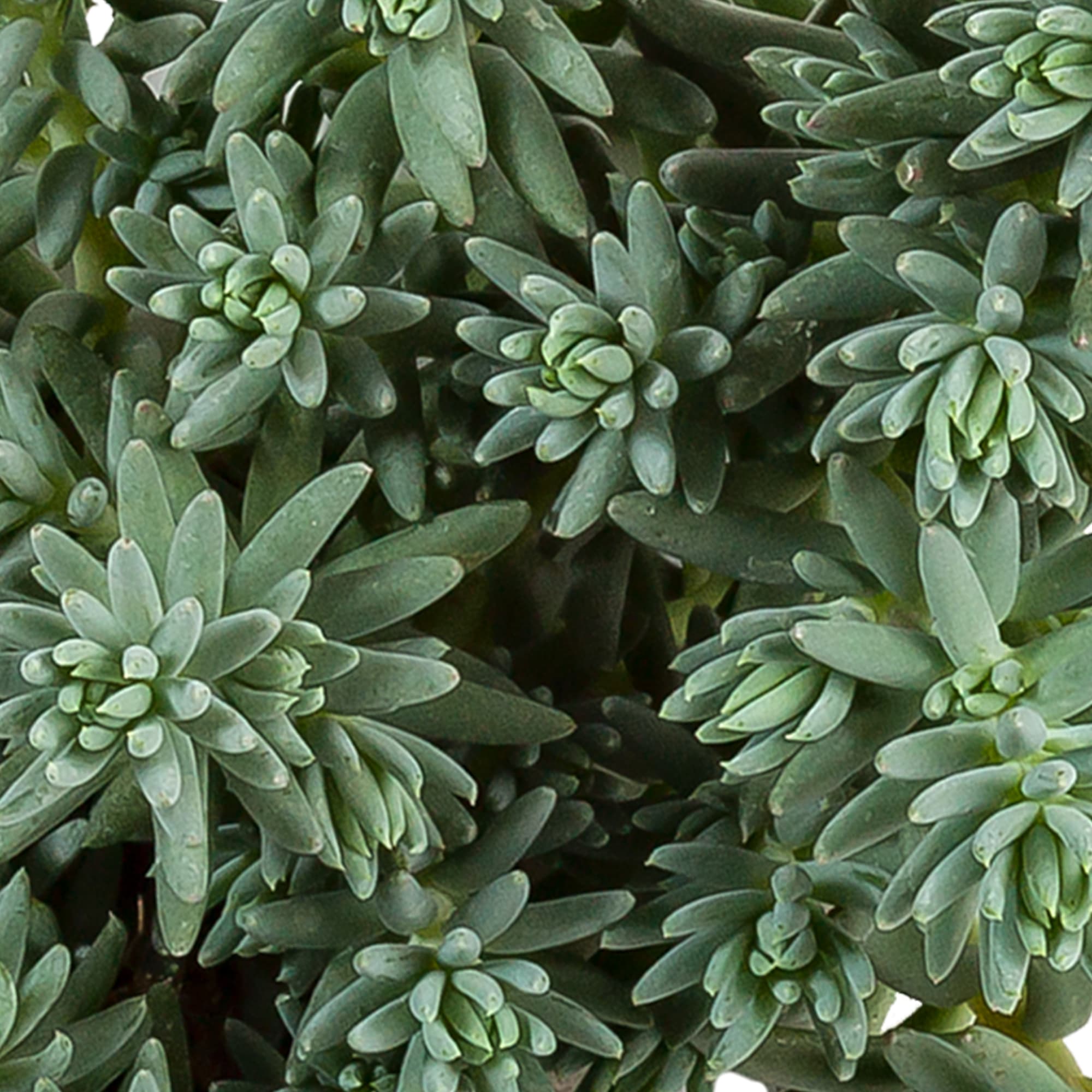 Sedum sediforme 'Silver'