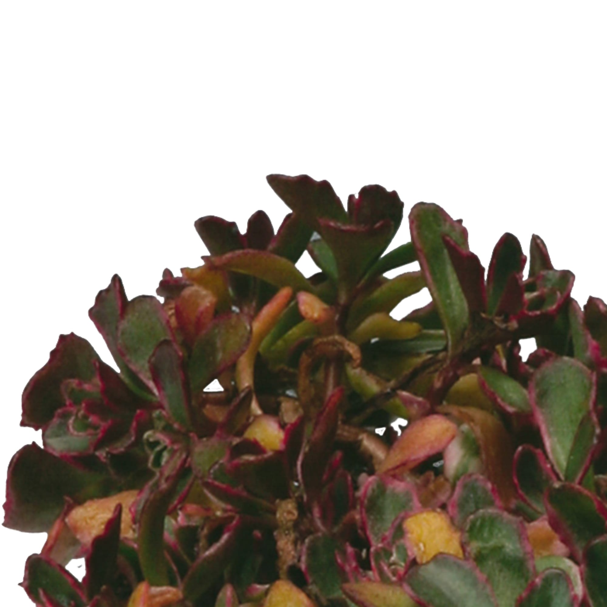 Sedum kamtschaticum 'Variegatum'