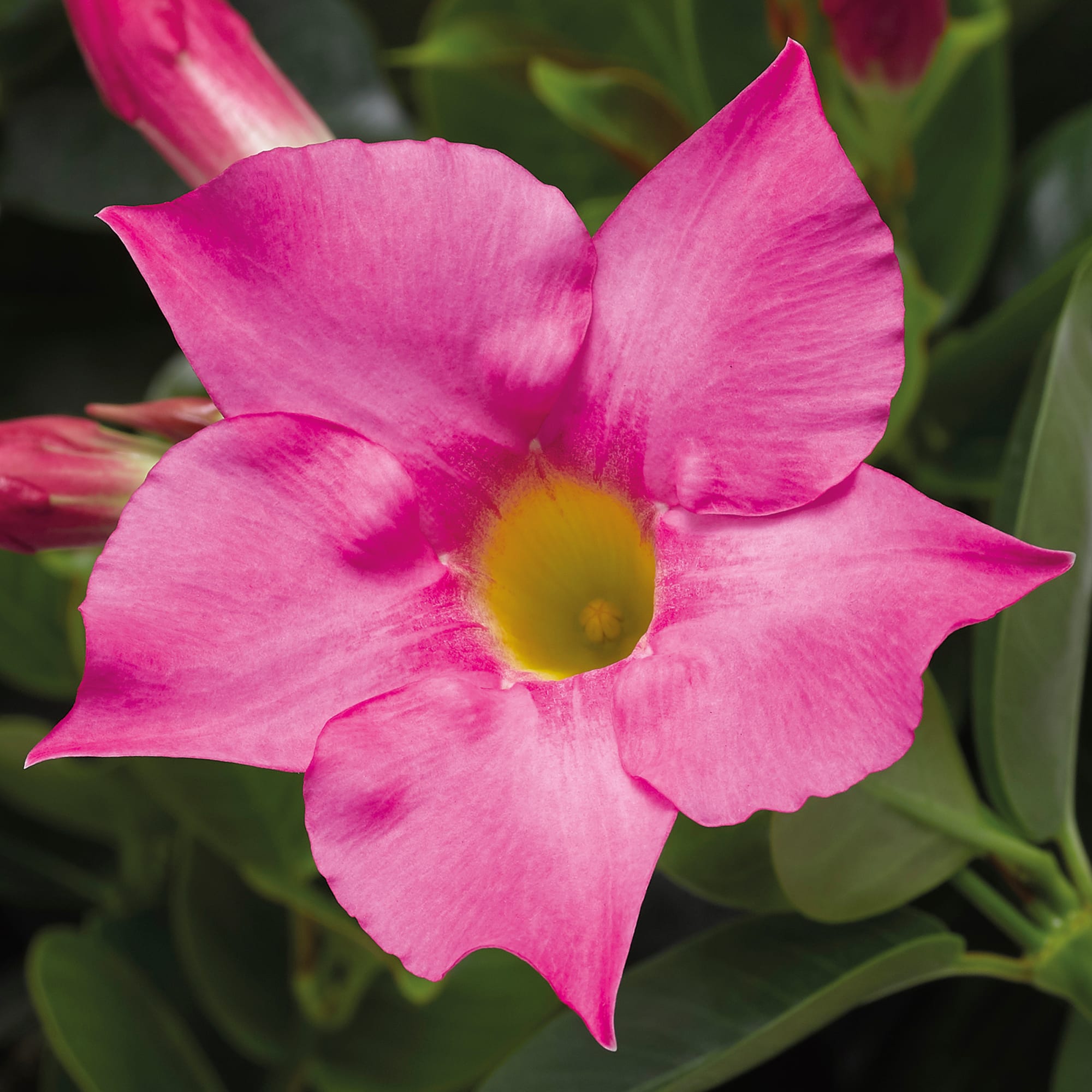 Madinia® Petite Pink