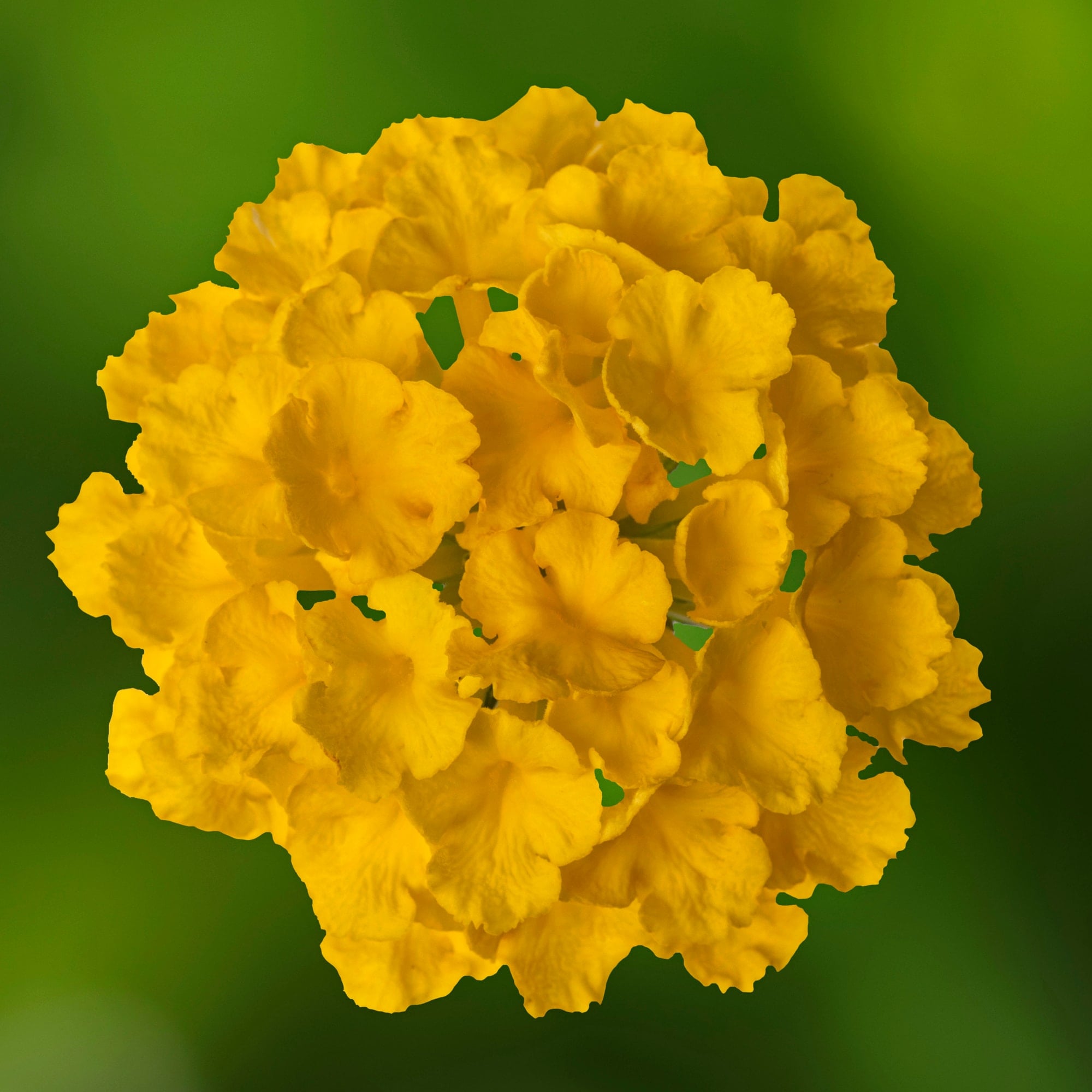 Bandolero™ Lemon