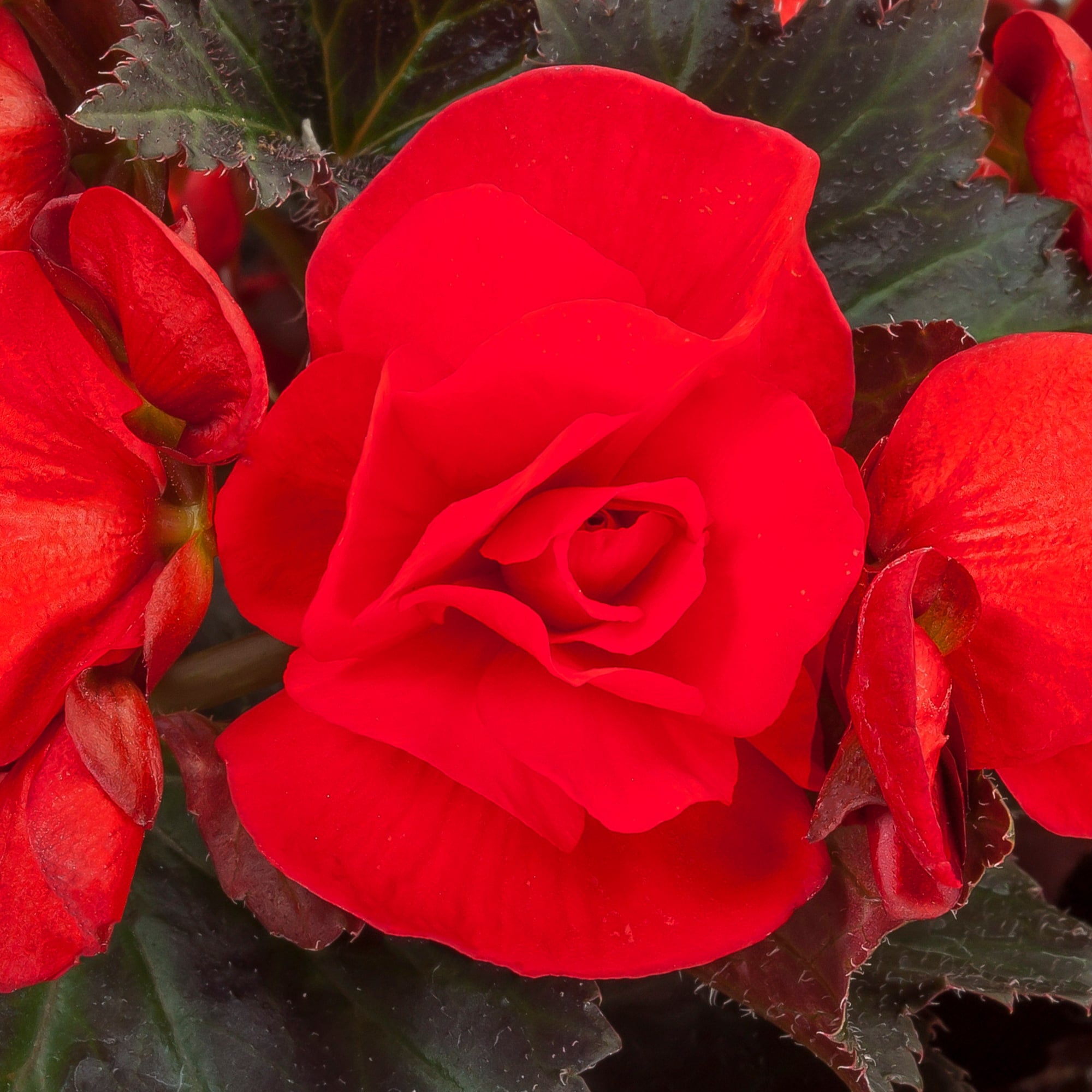 Adora™ Velvet Red