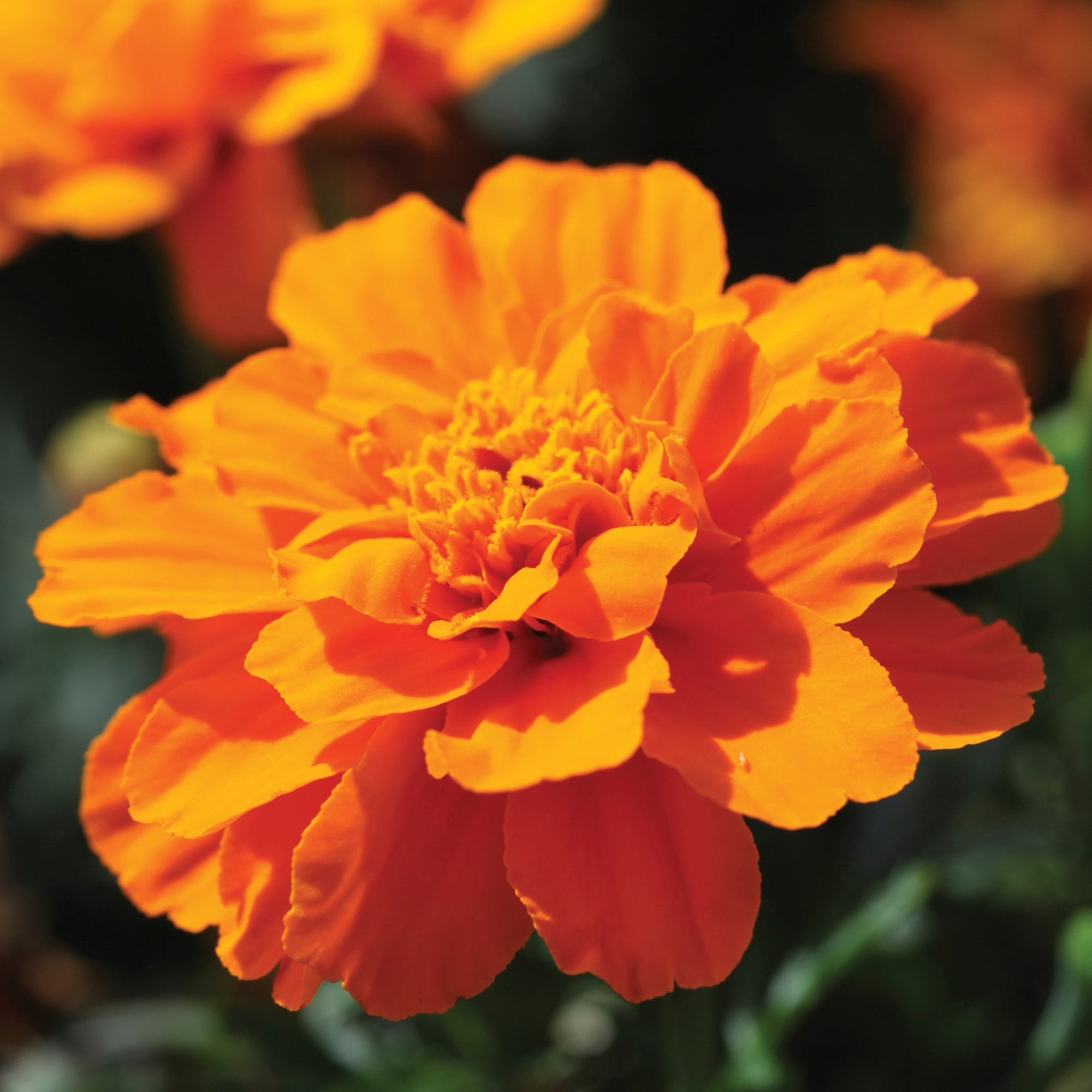 Alumia™ Deep Orange