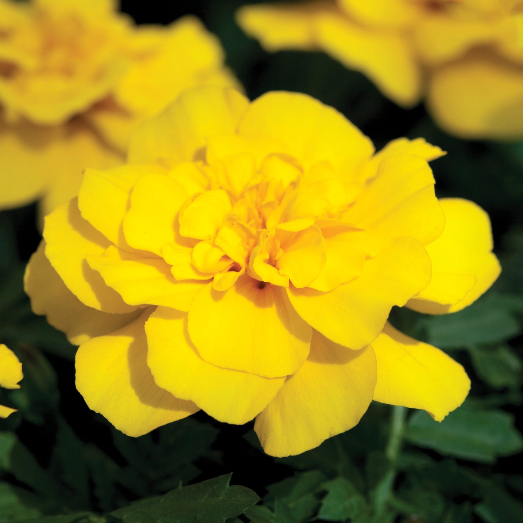 Alumia™ Yellow