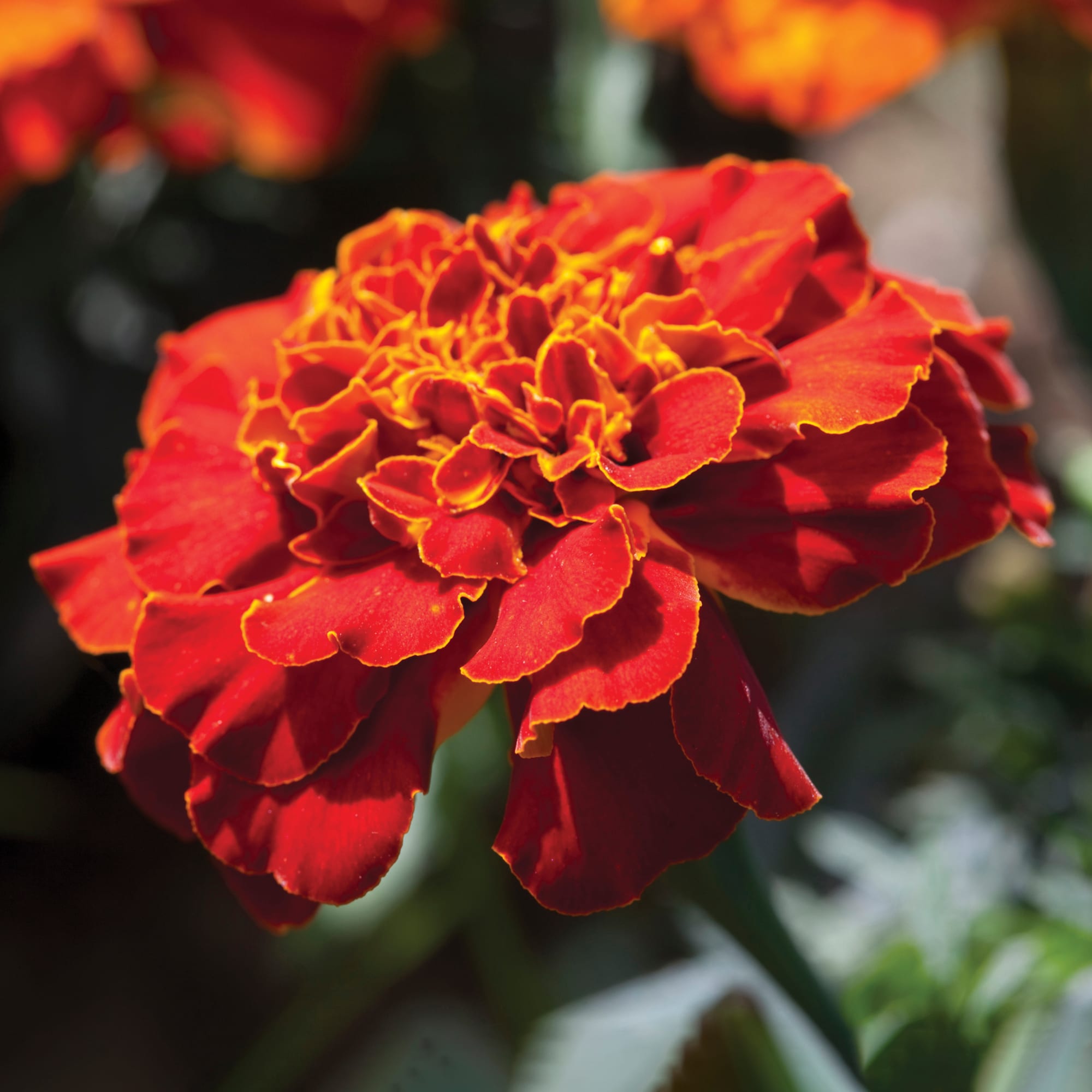 Alumia™ Red