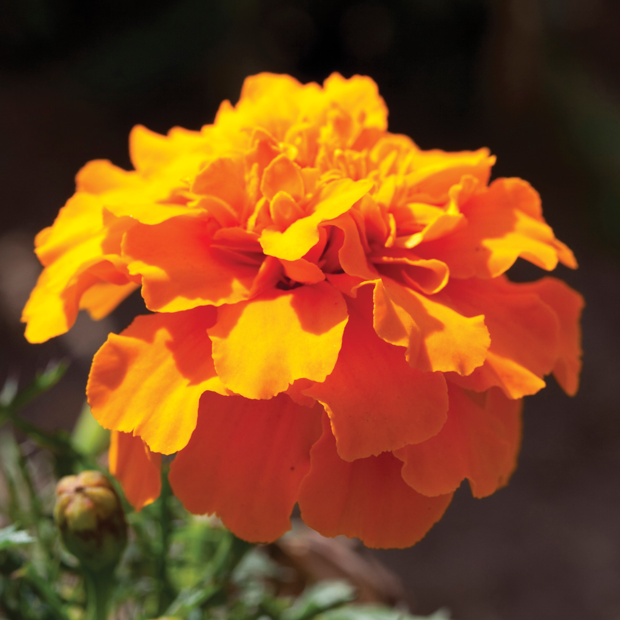 Cresta™ Orange