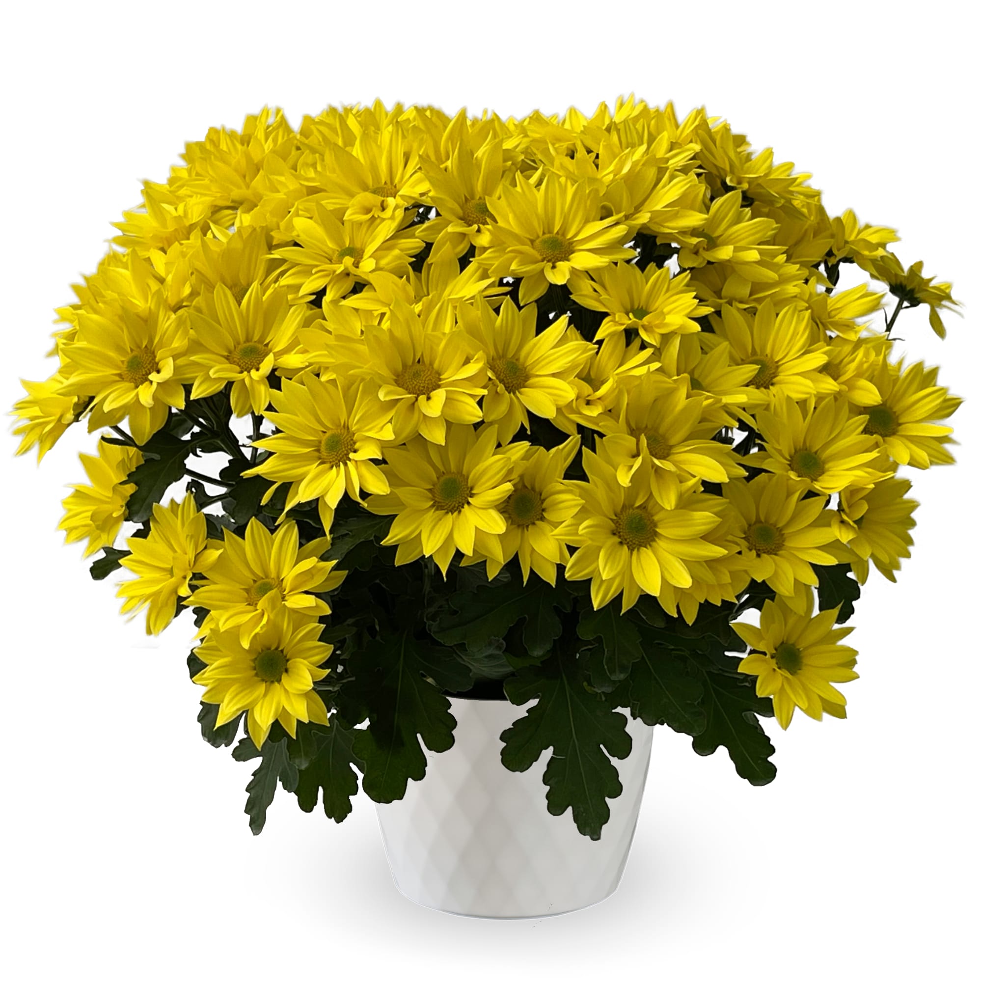 Grandview™ Yellow