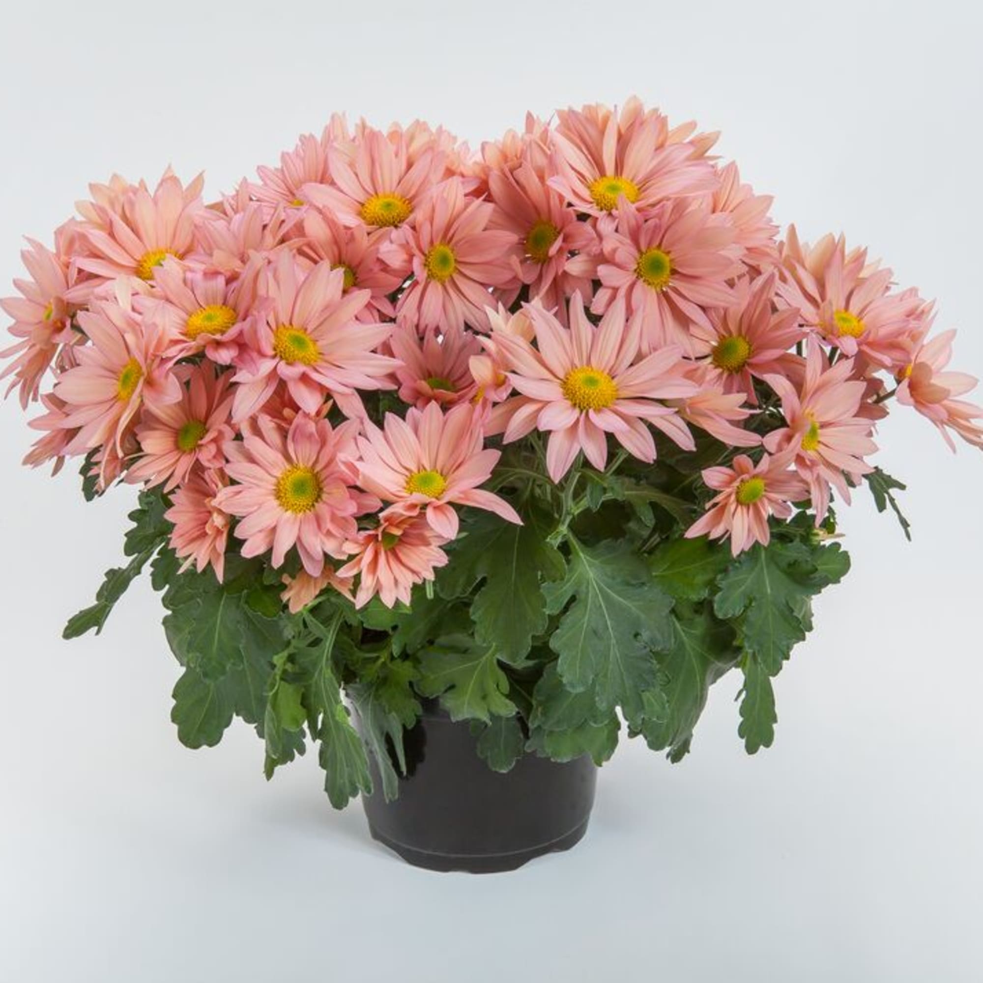 Grandview™ Apricot