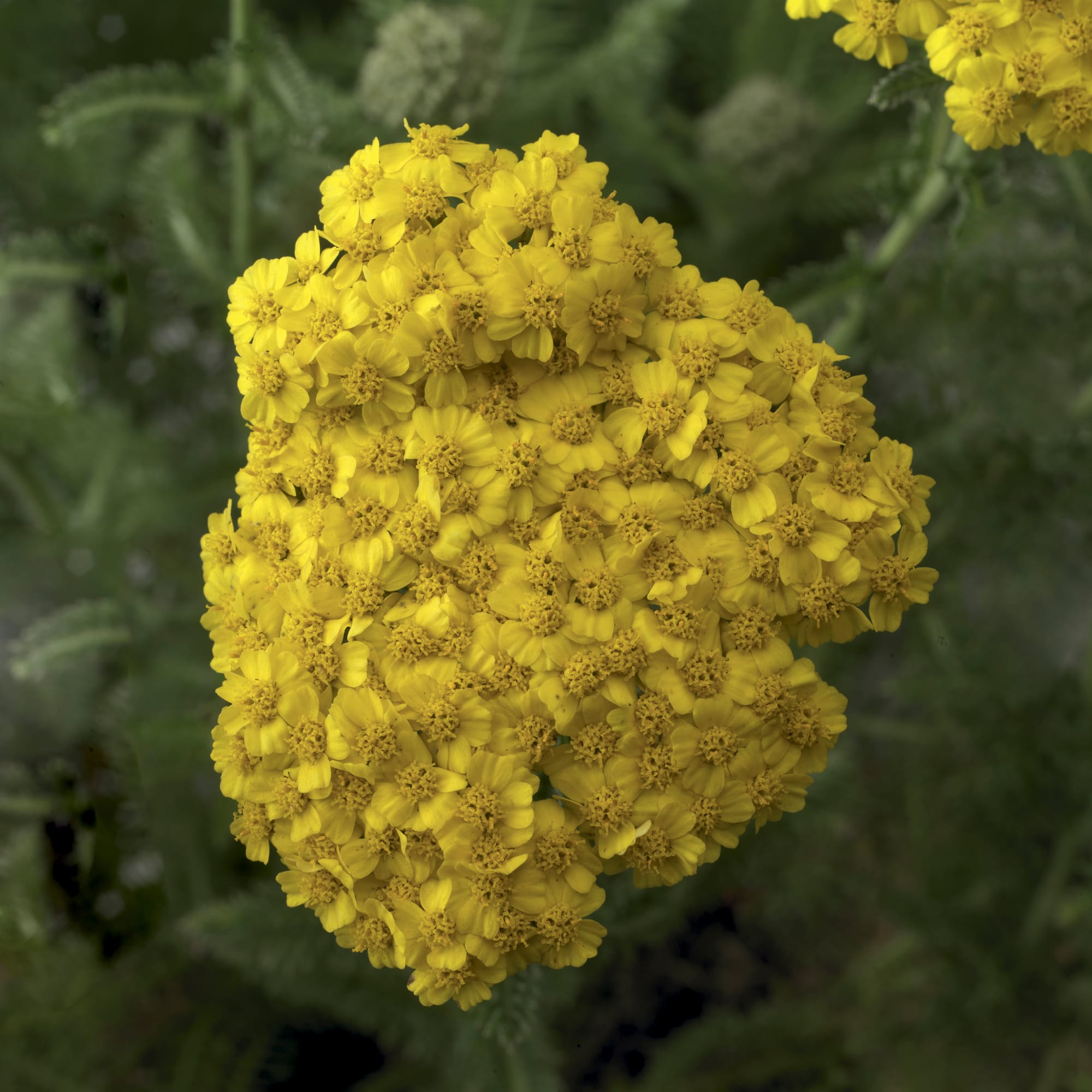 Desert Eve™ Yellow