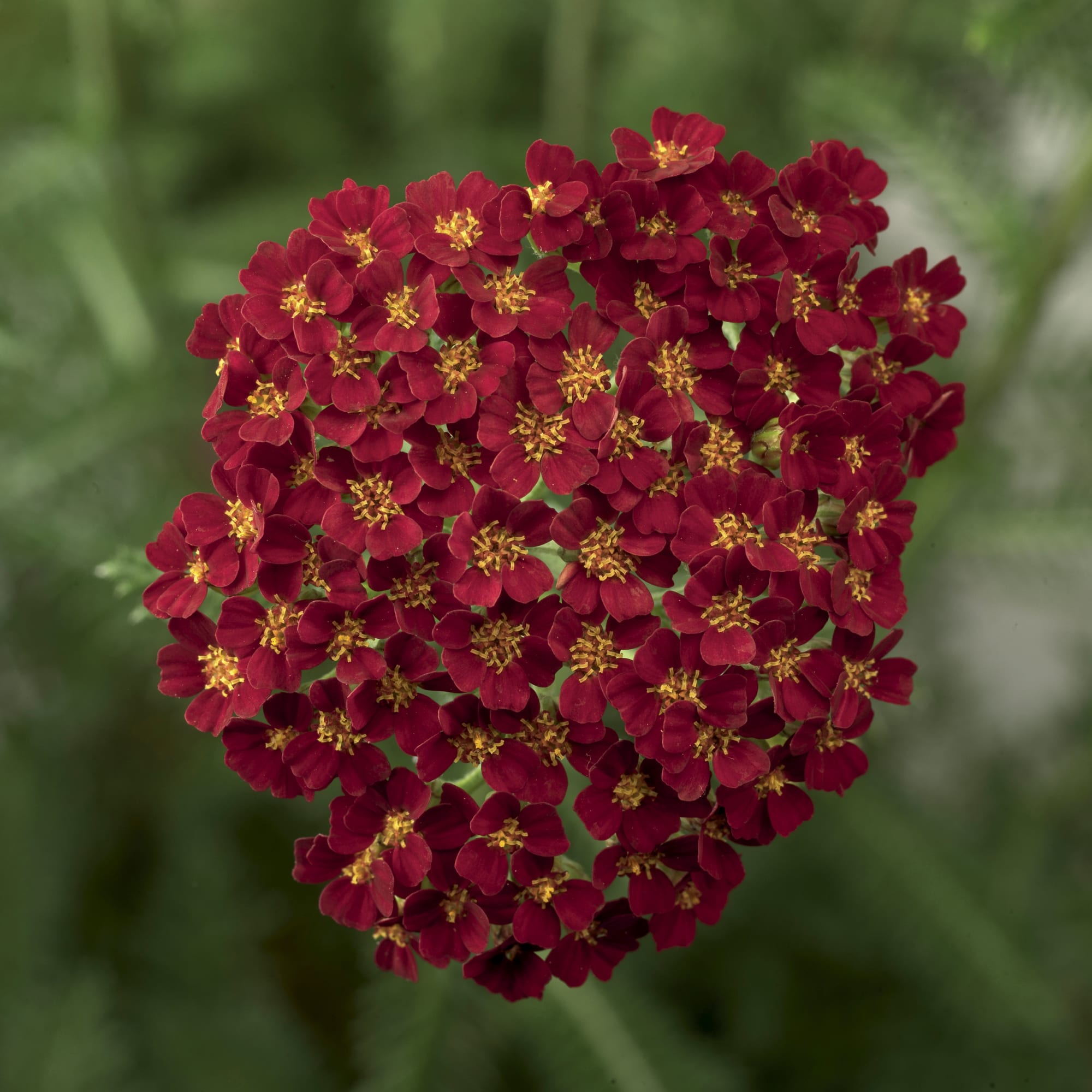 Desert Eve™ Red