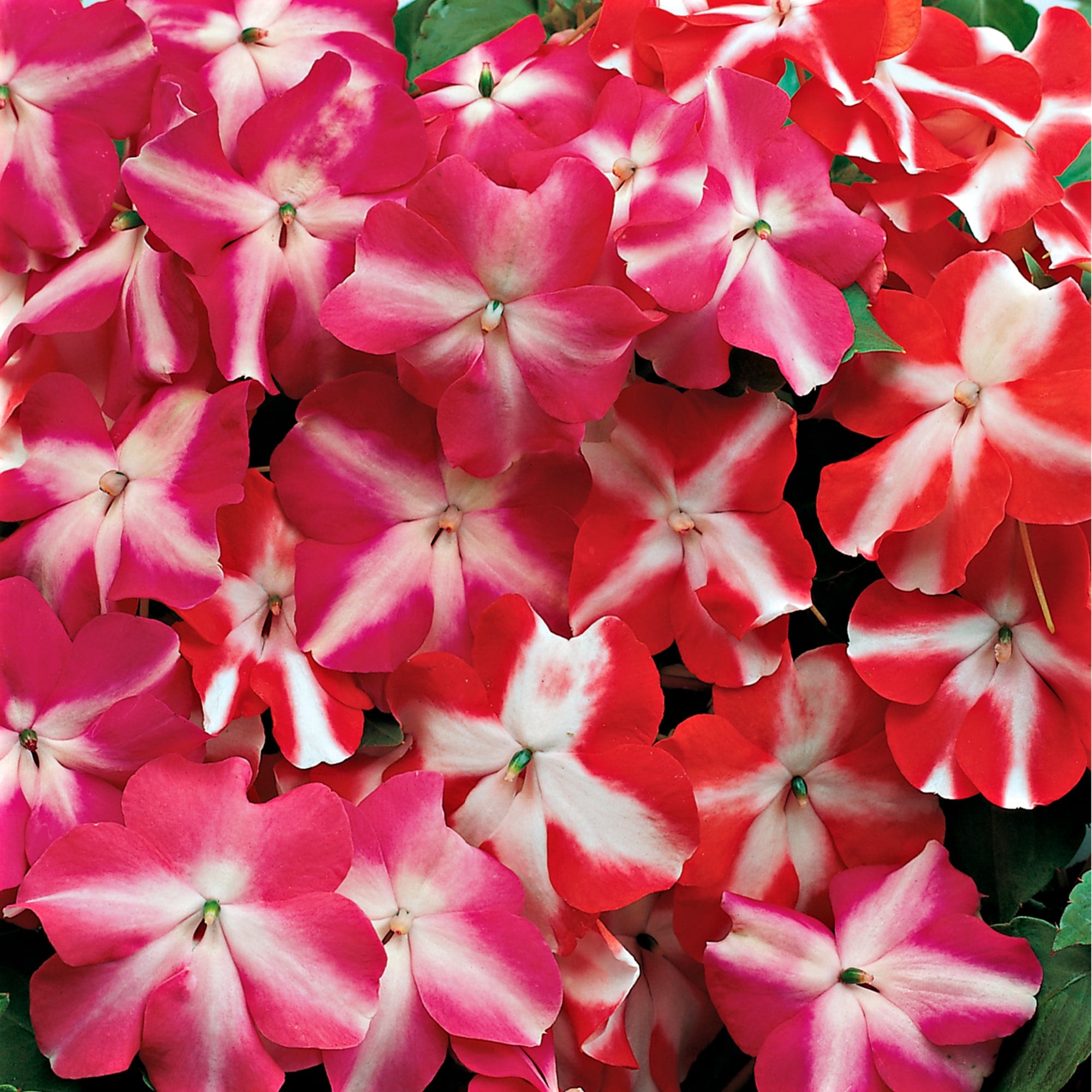 Accent™ Star Mix