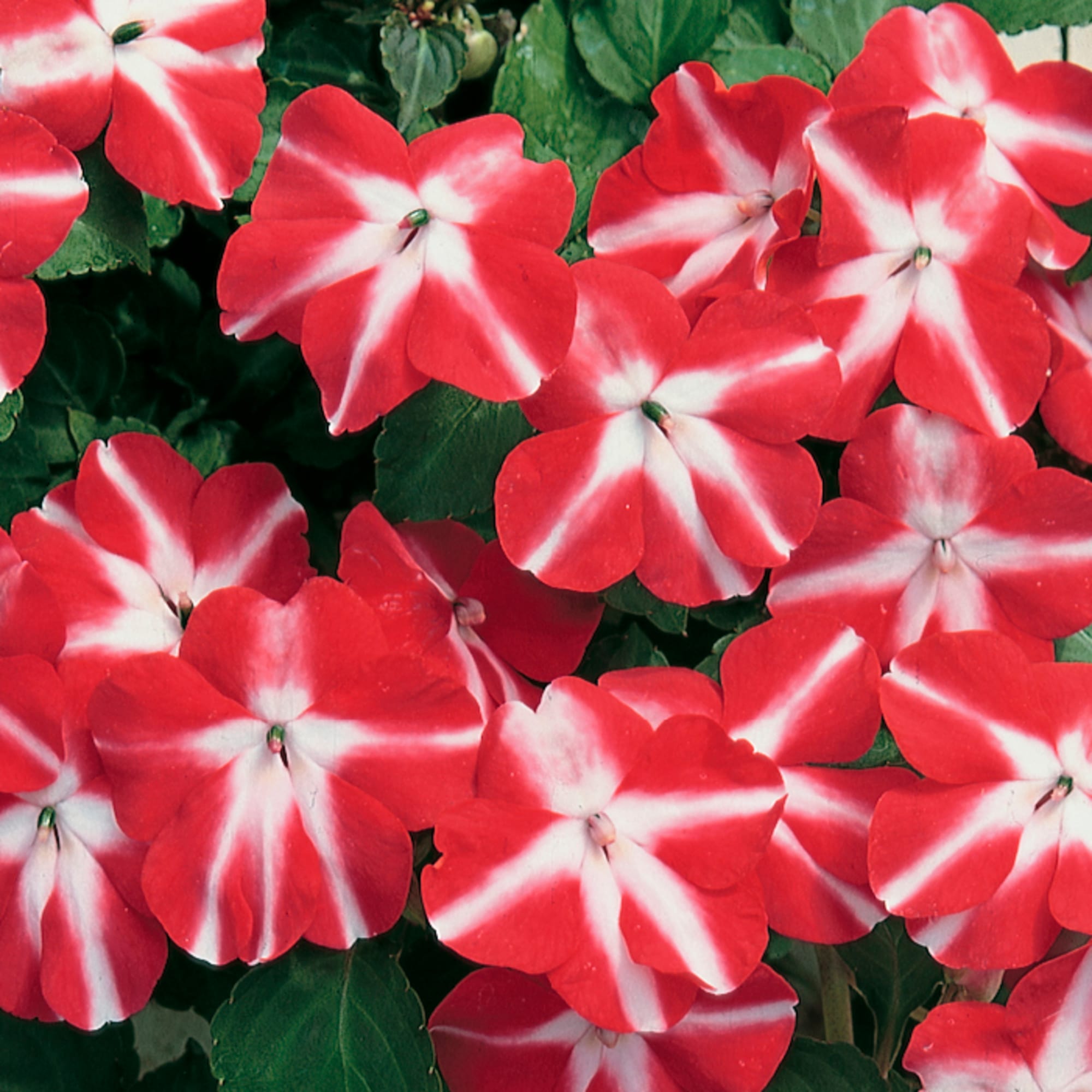 Accent™ Red Star