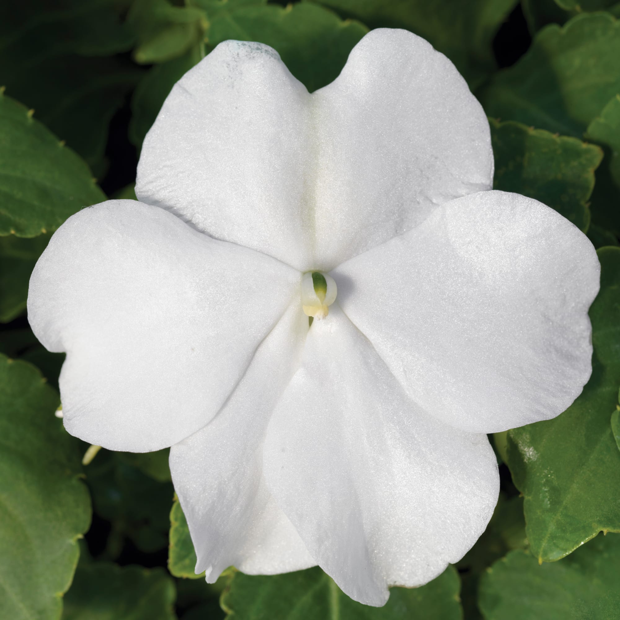Accent™ Premium White
