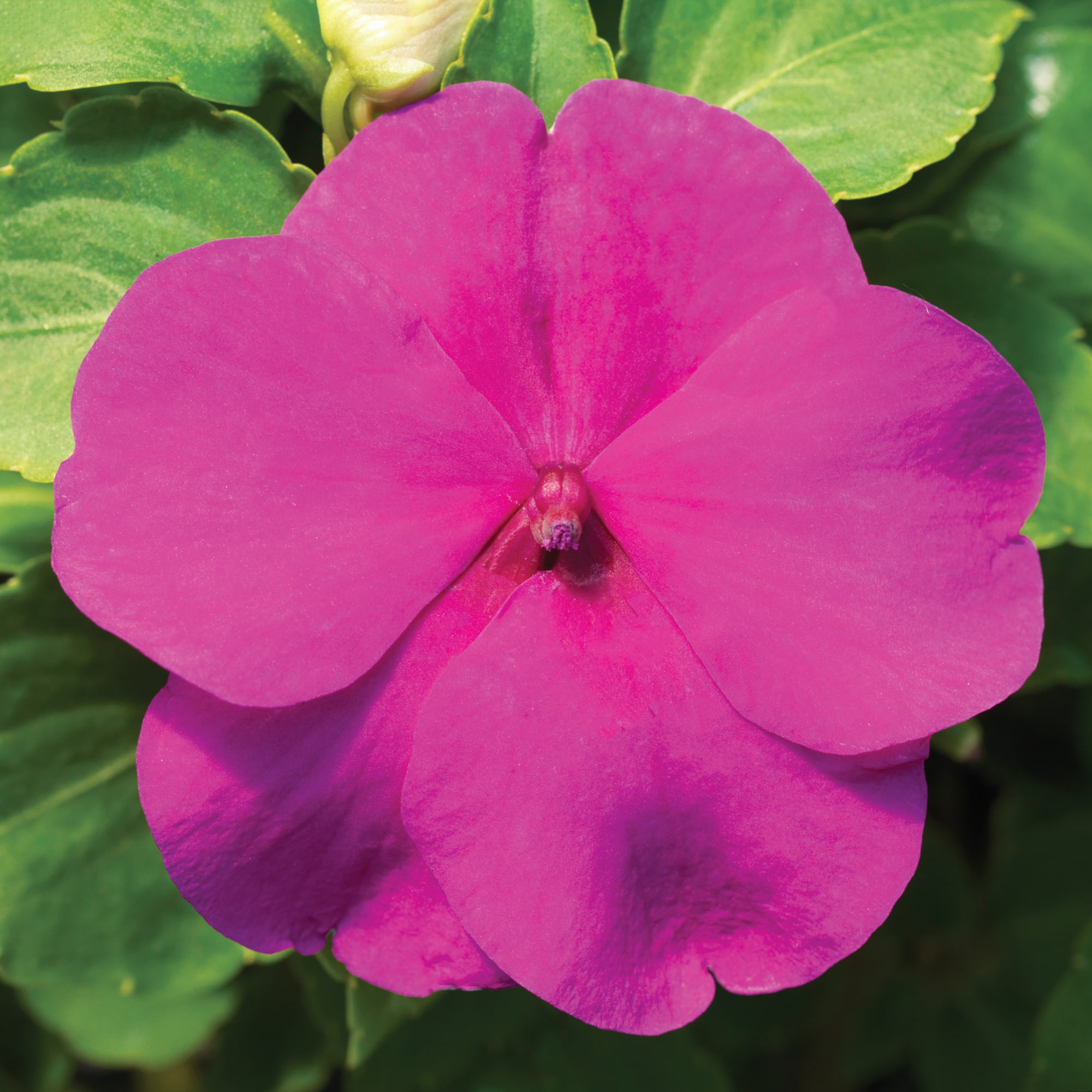 Accent™ Premium Lilac