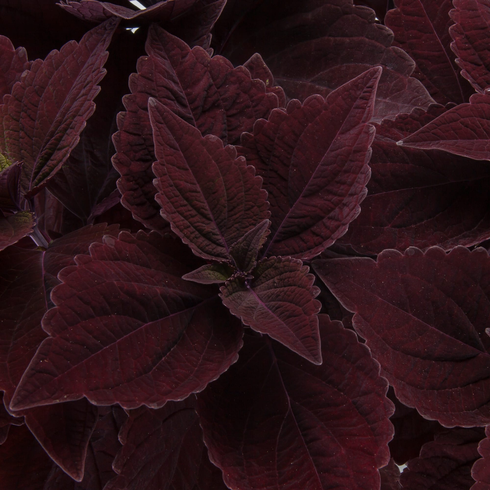 Talavera™ Chocolate Velveteen