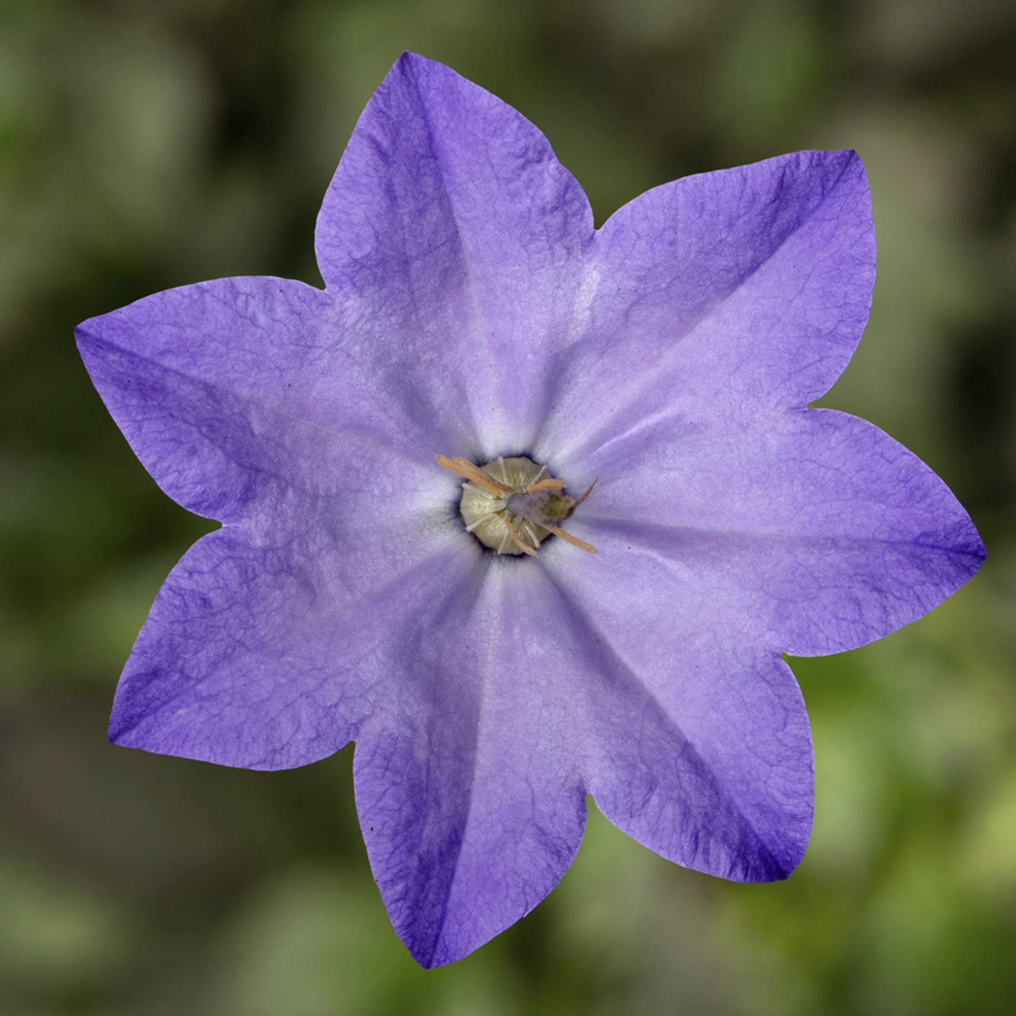 Cariboo™ Blue