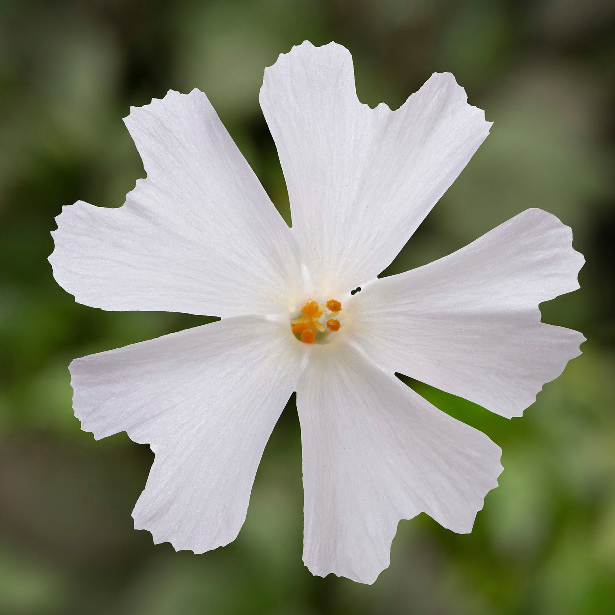 GoldiPhlox™ White