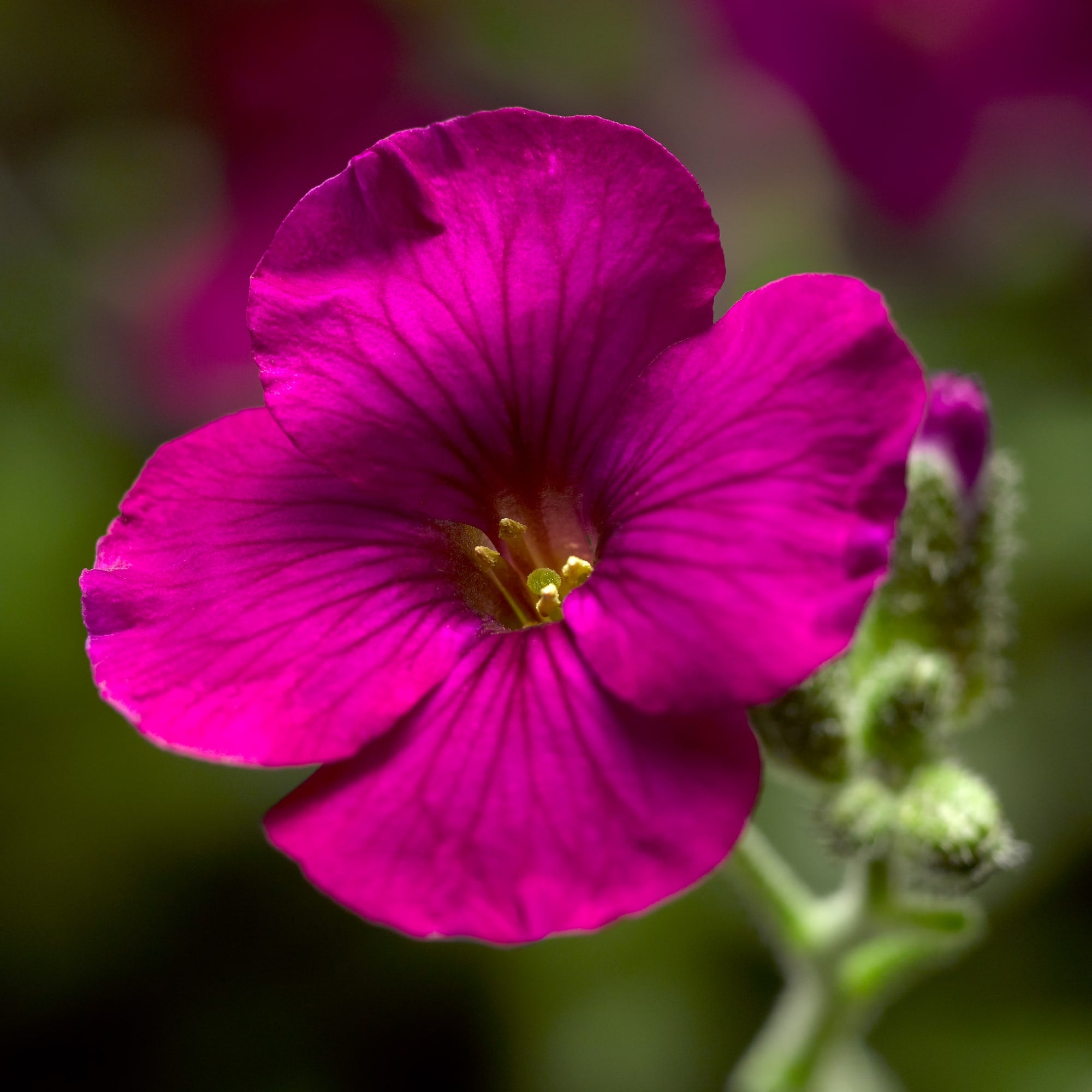Floer Red Glacier™ Red | Syngenta Flowers