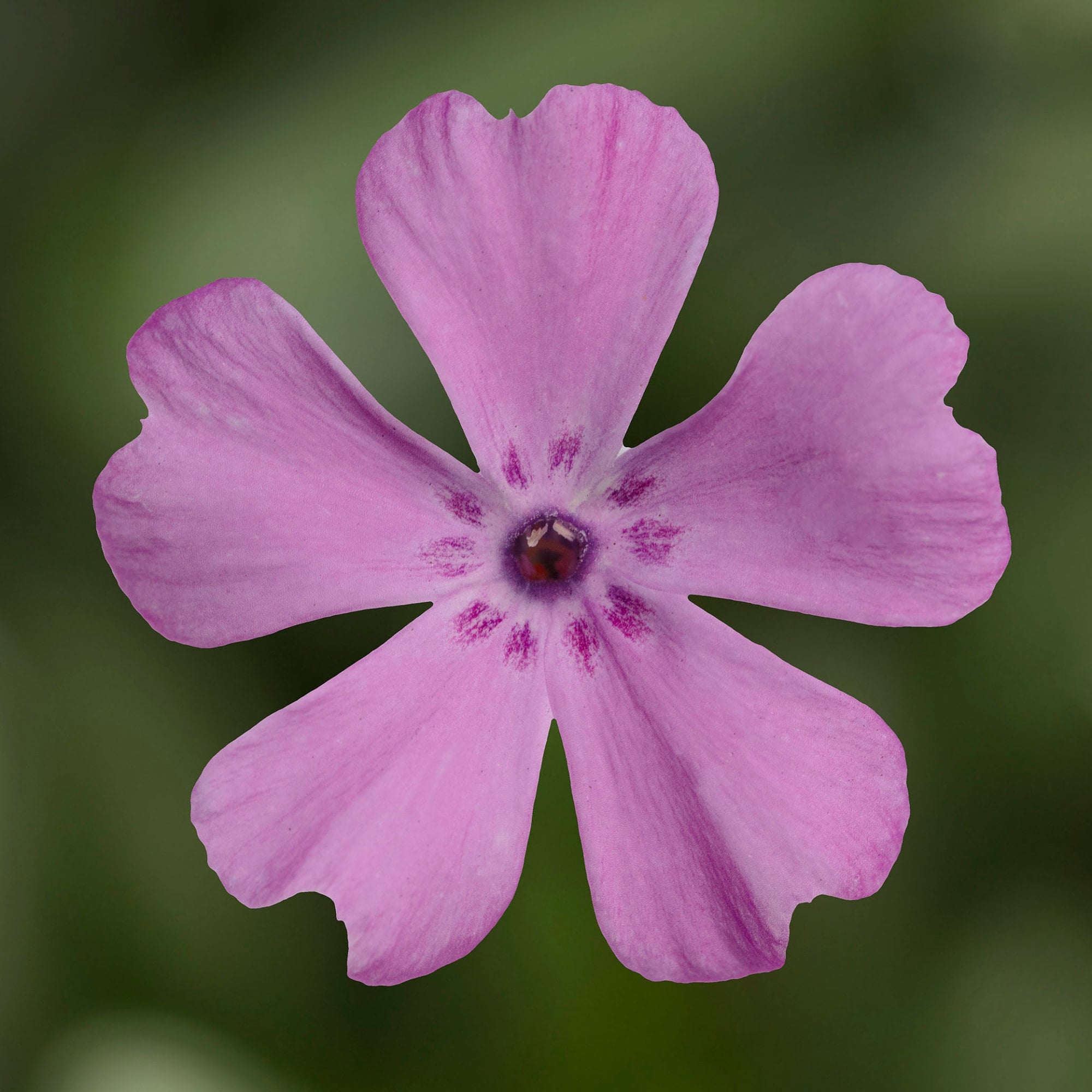 GoldiPhlox™ Rose