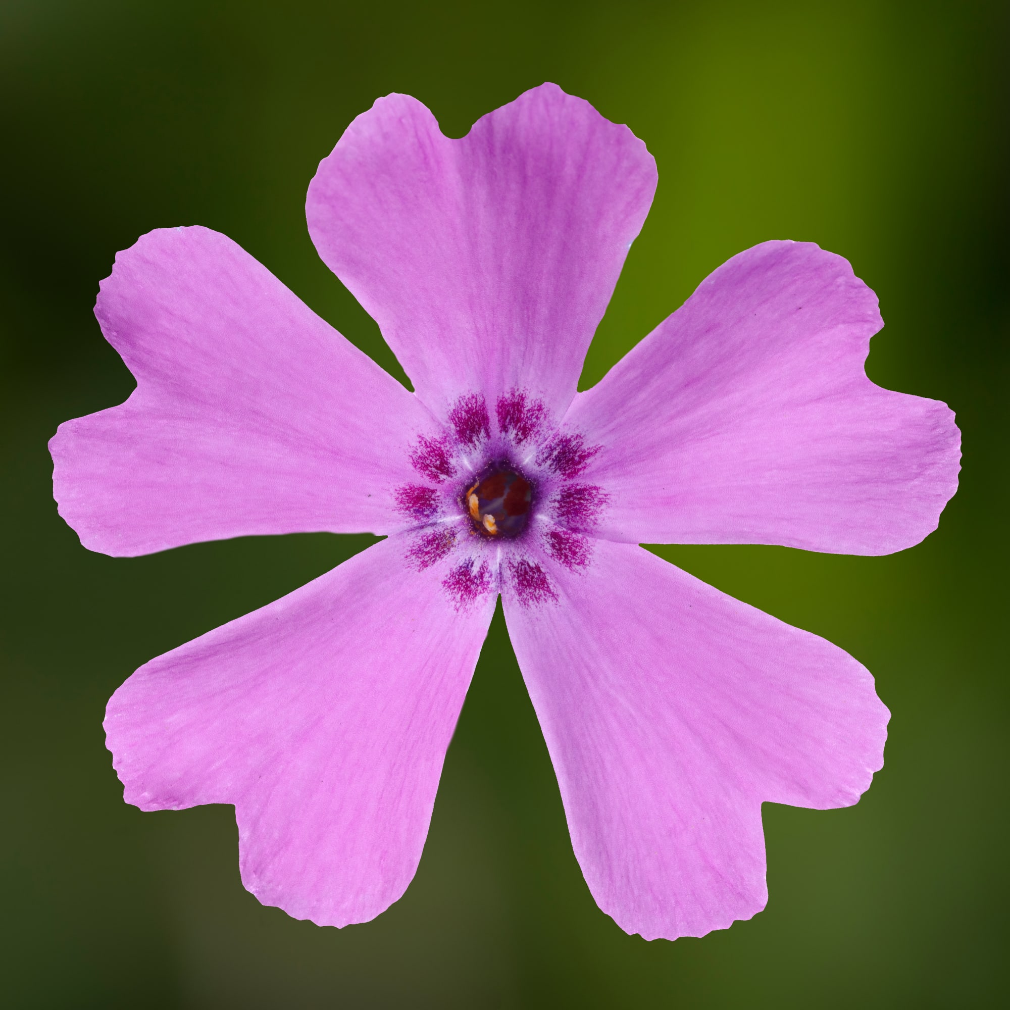 GoldiPhlox™ Pink