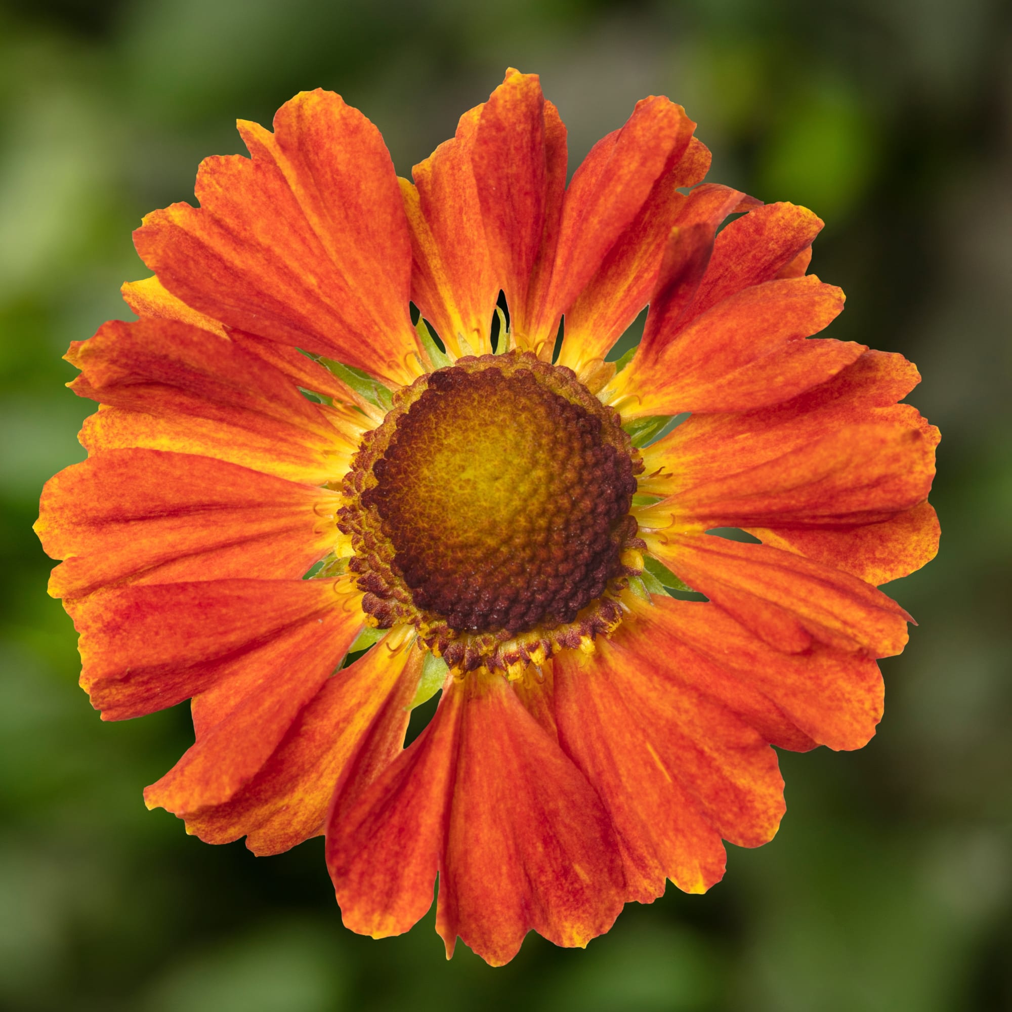 HayDay™ Orange