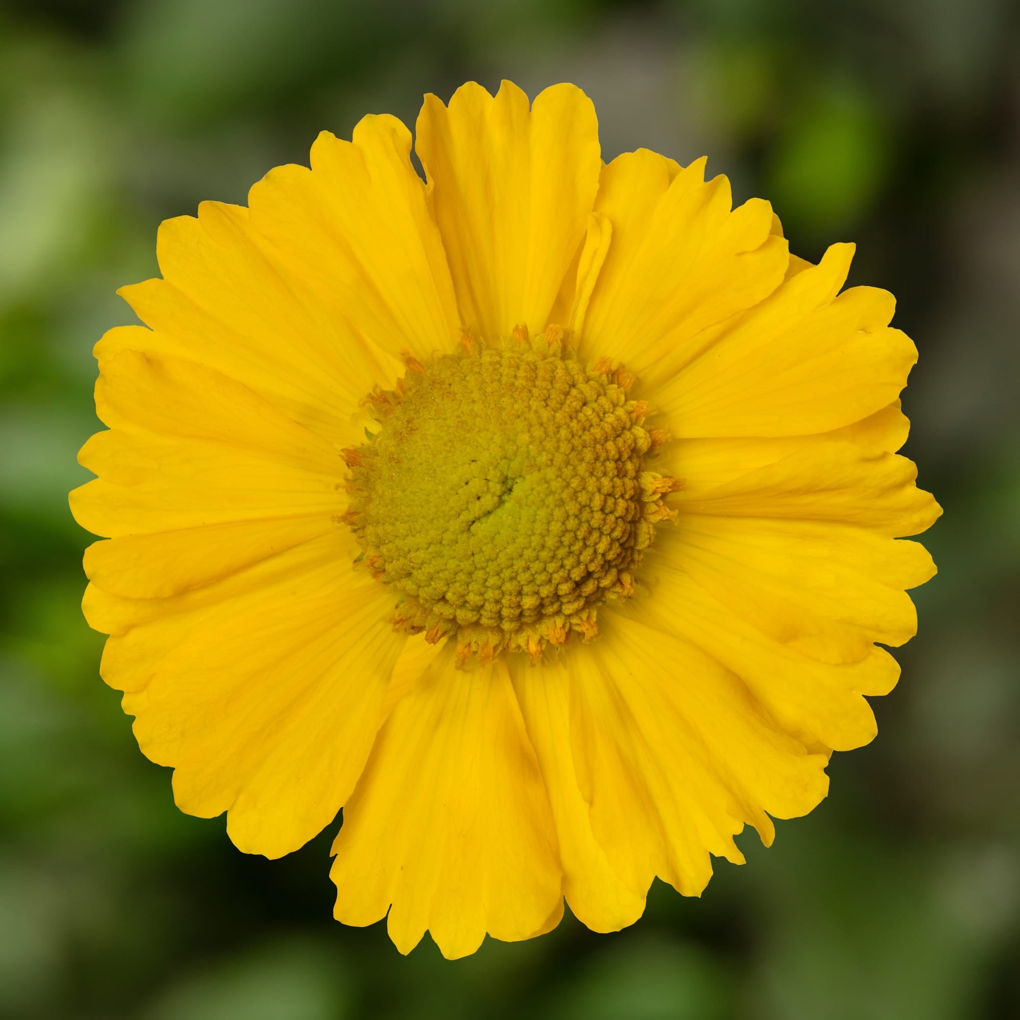 HayDay™ Yellow