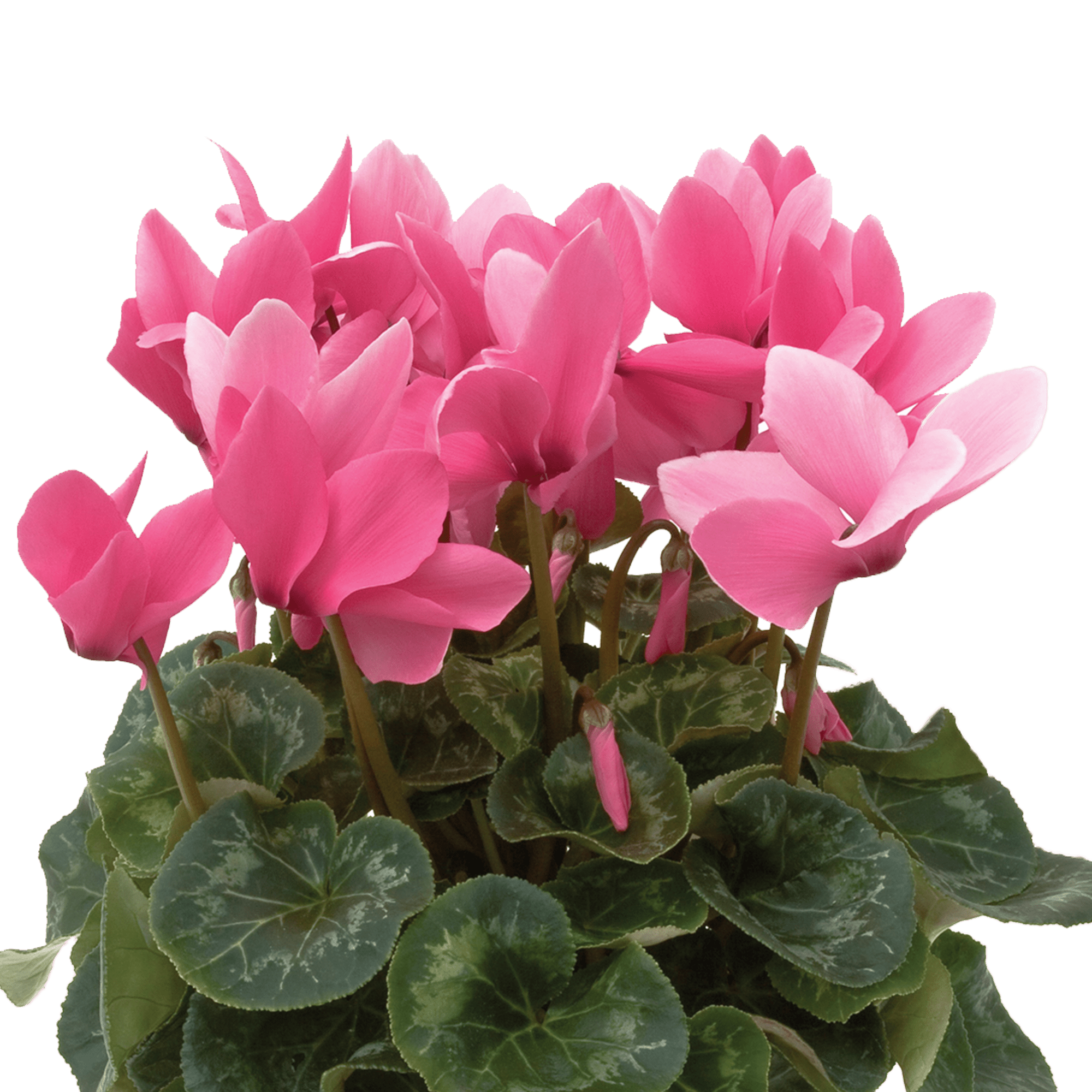 Sierra™ Synchro Rose