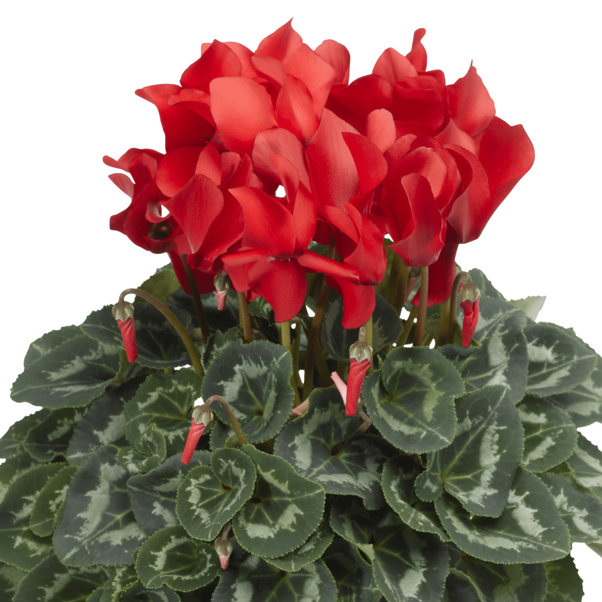 Sierra™ Synchro Scarlet