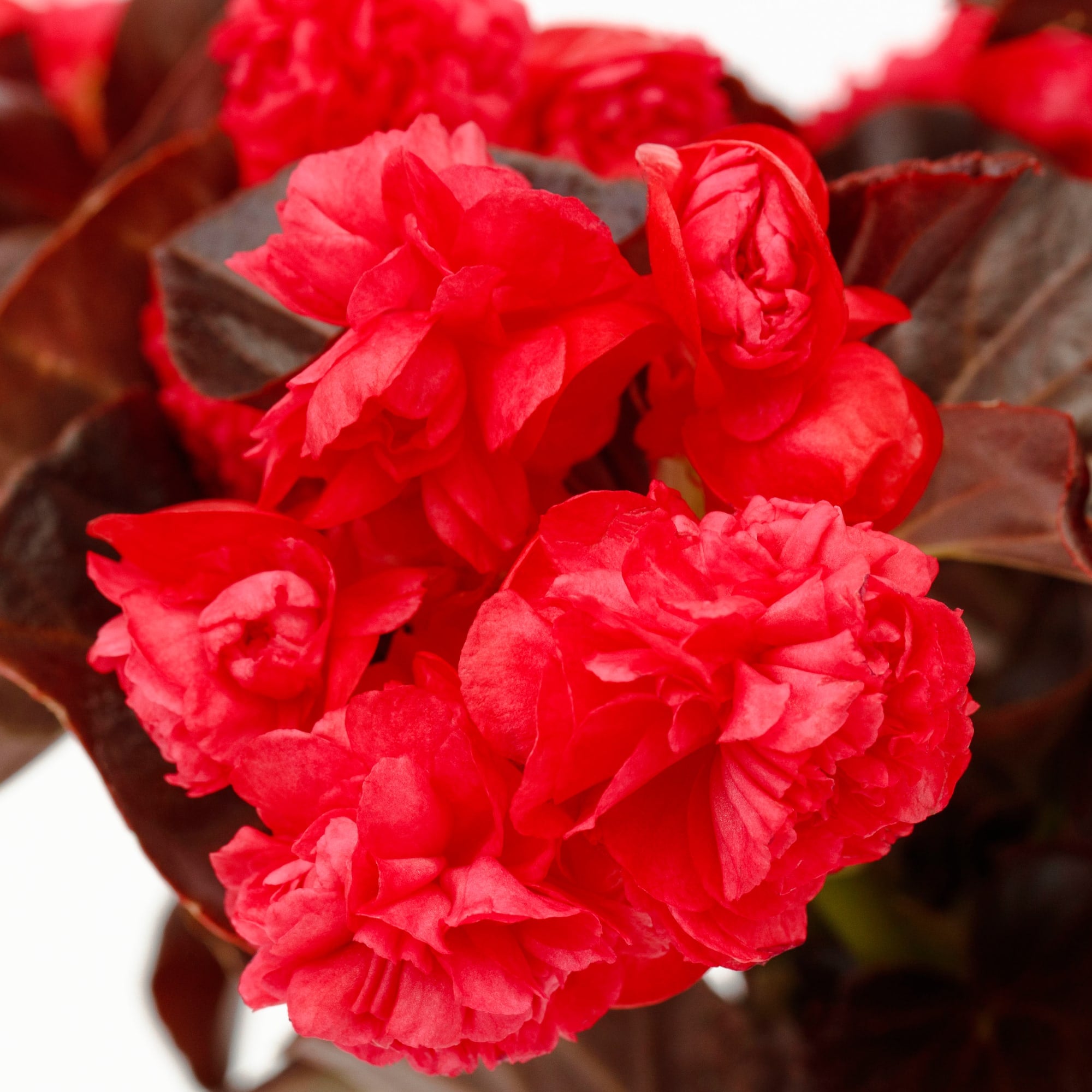 Birthday Bash™ Raspberry Sherbet | Syngenta Flowers