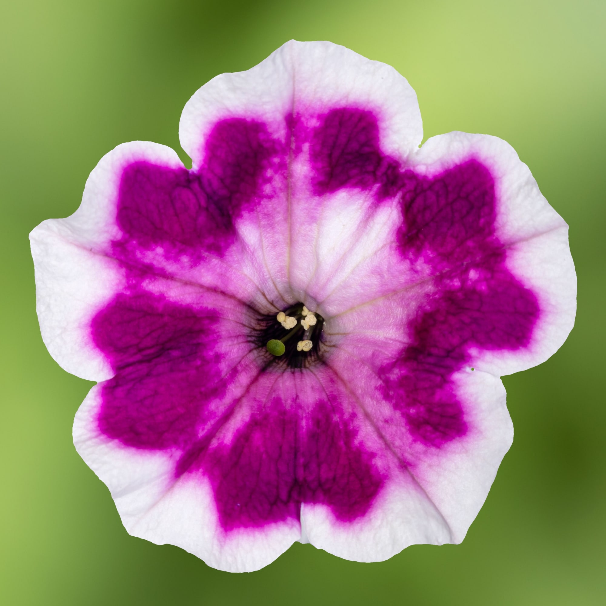 70115695-flower.jpg