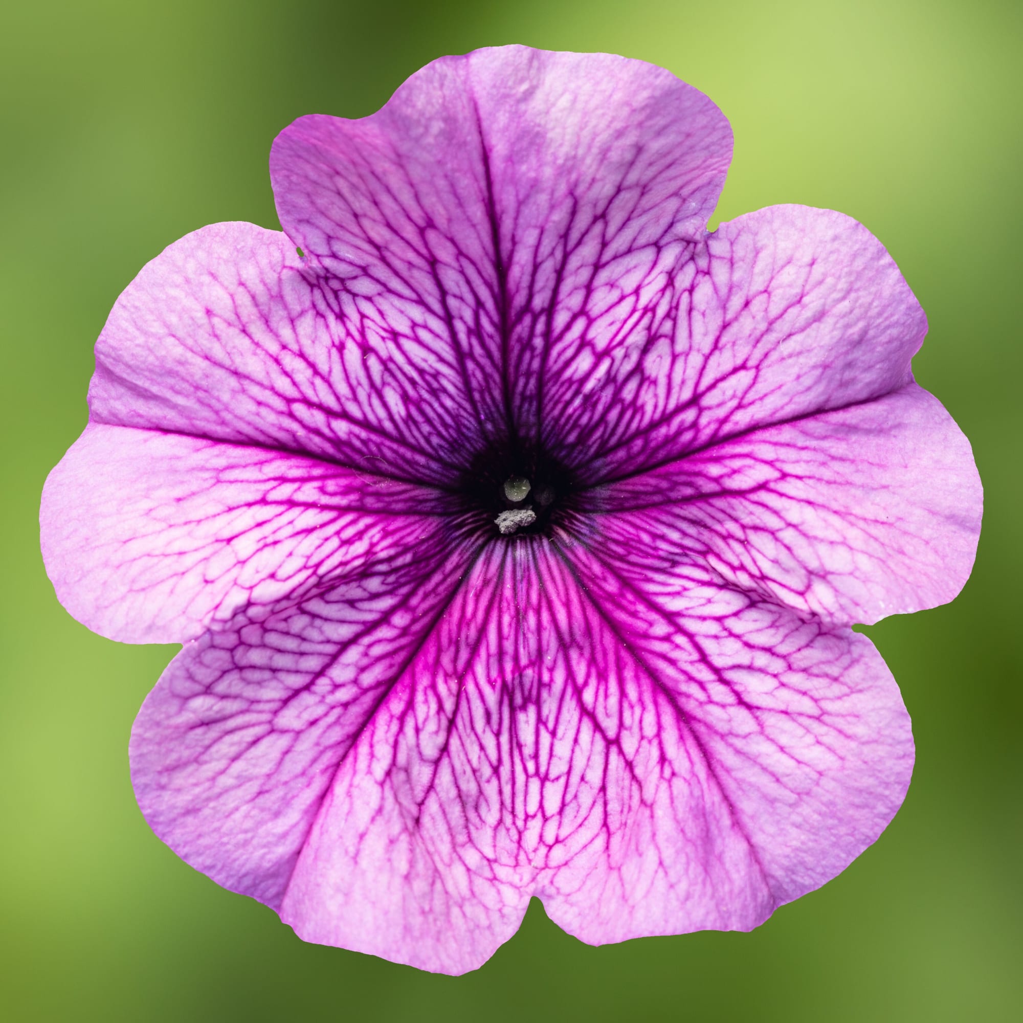 Damask™ Purple Veined