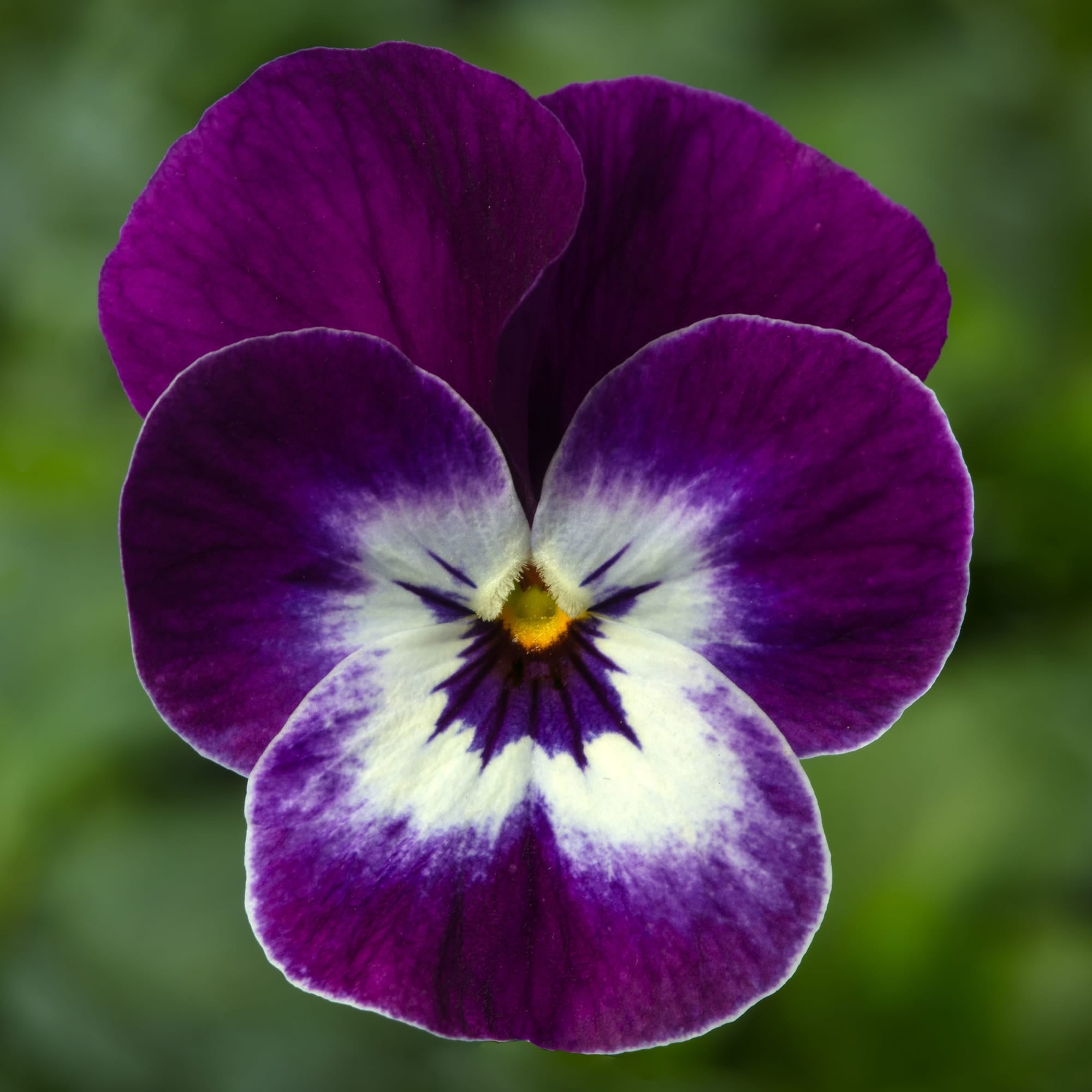 Penny™ Pro Violet Face