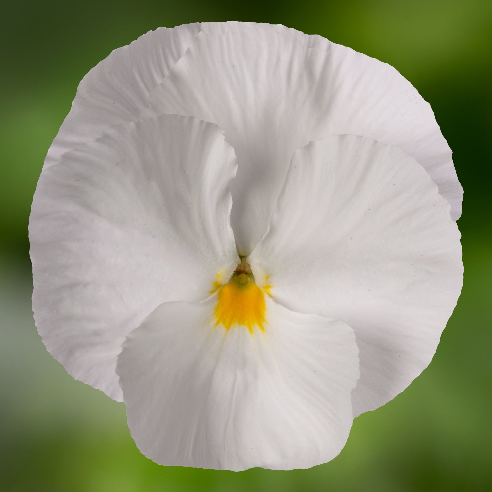 Colossus™ White