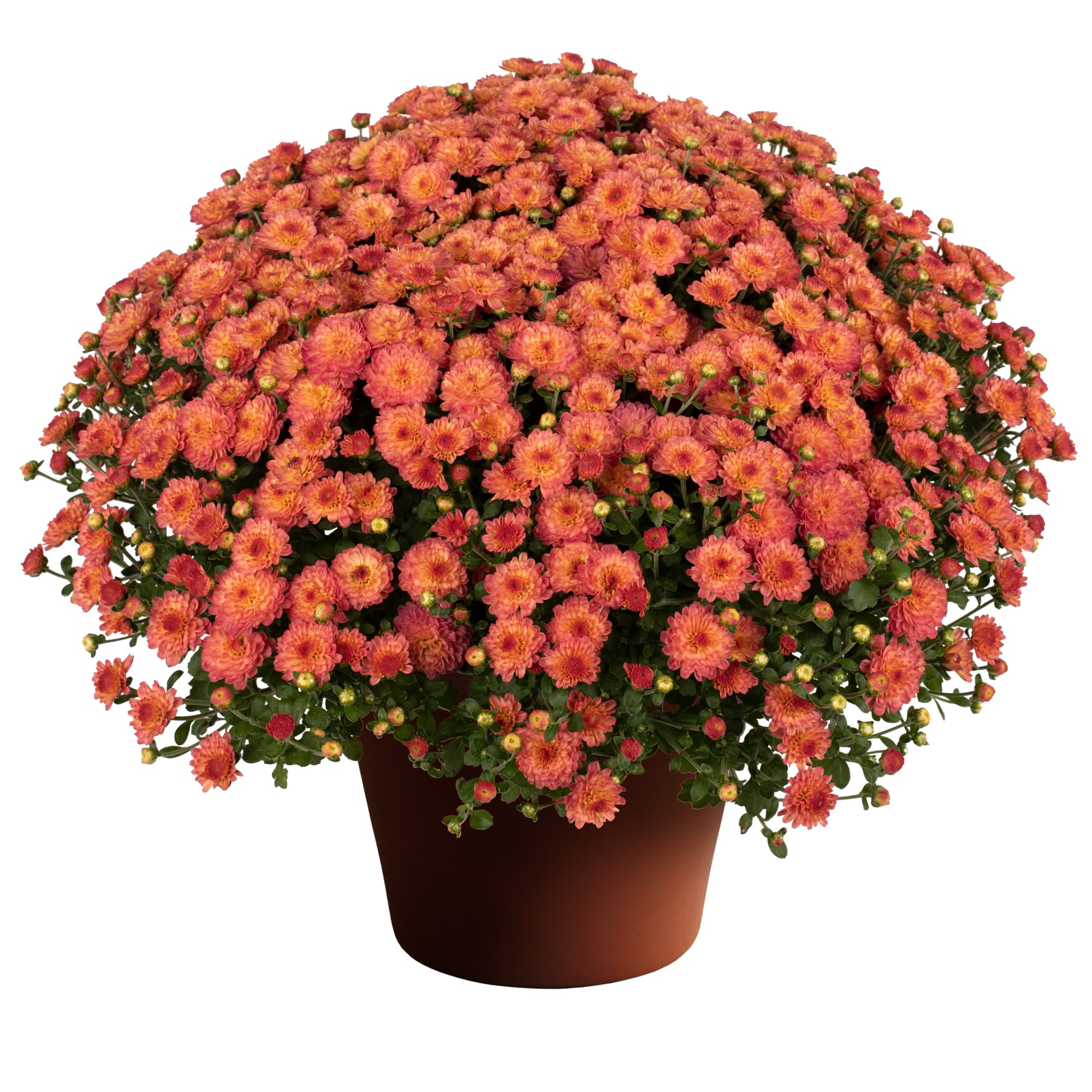 Gigi™ Coral