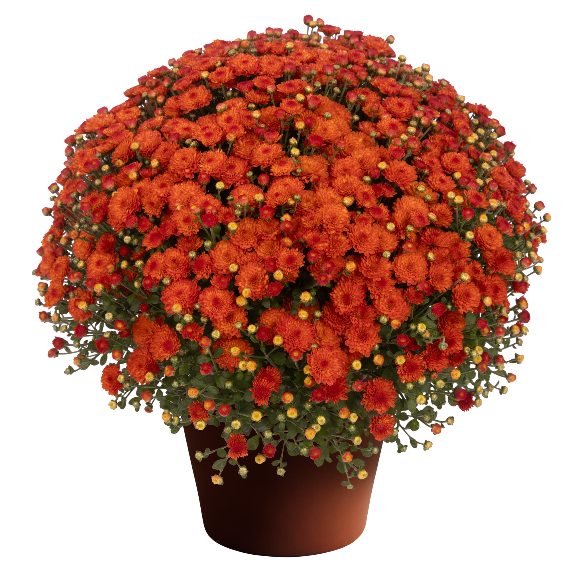 Gigi™ Orange