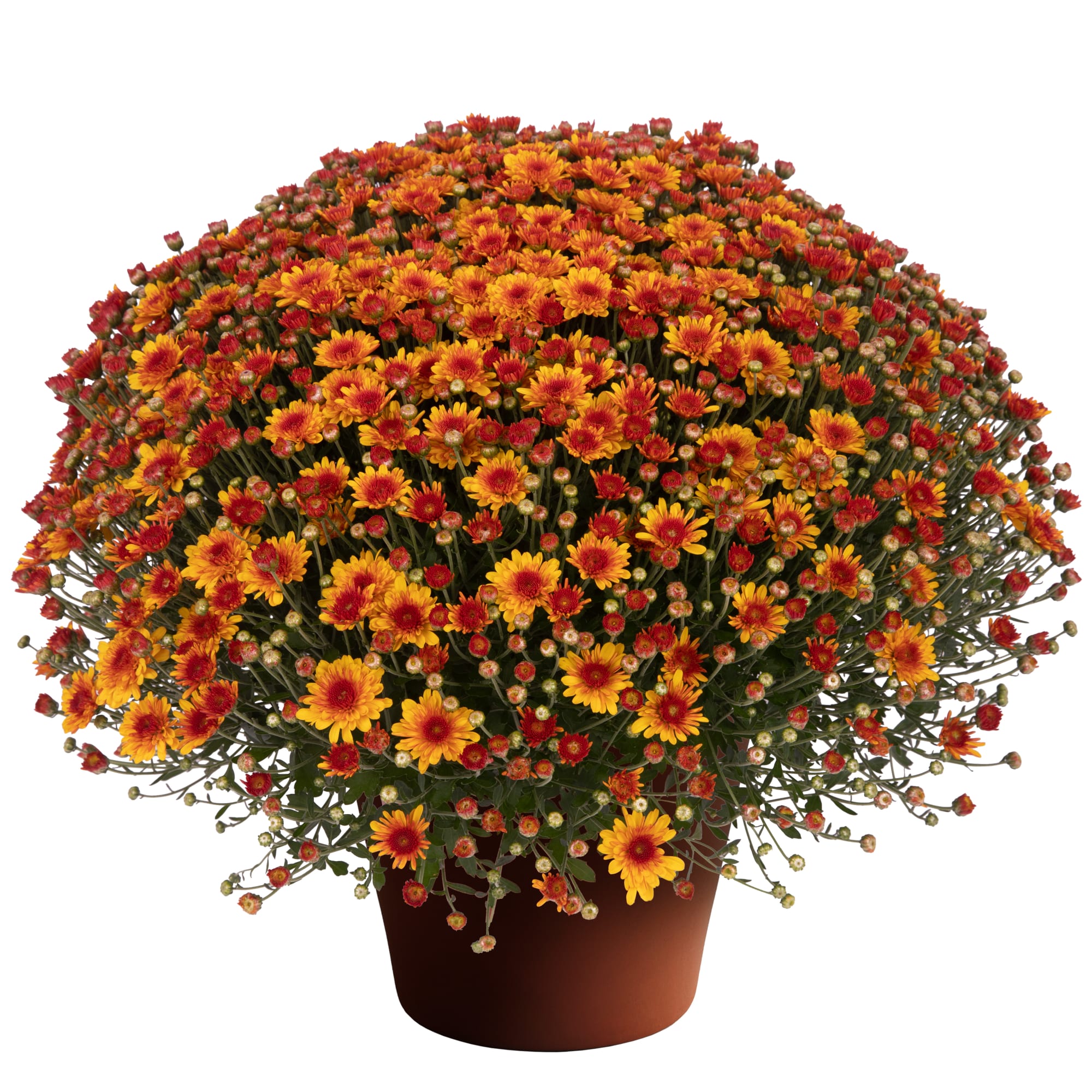 70119367-pot.jpg