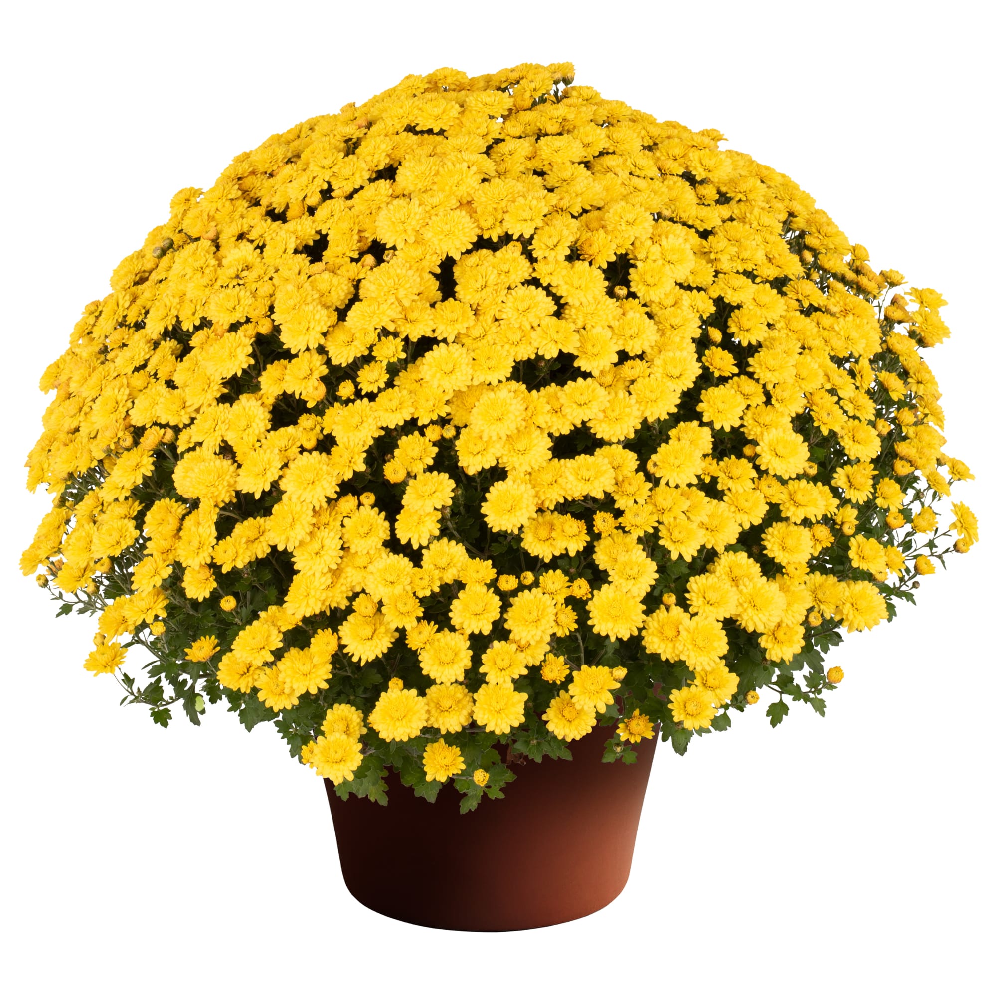 Nikki™ Yellow