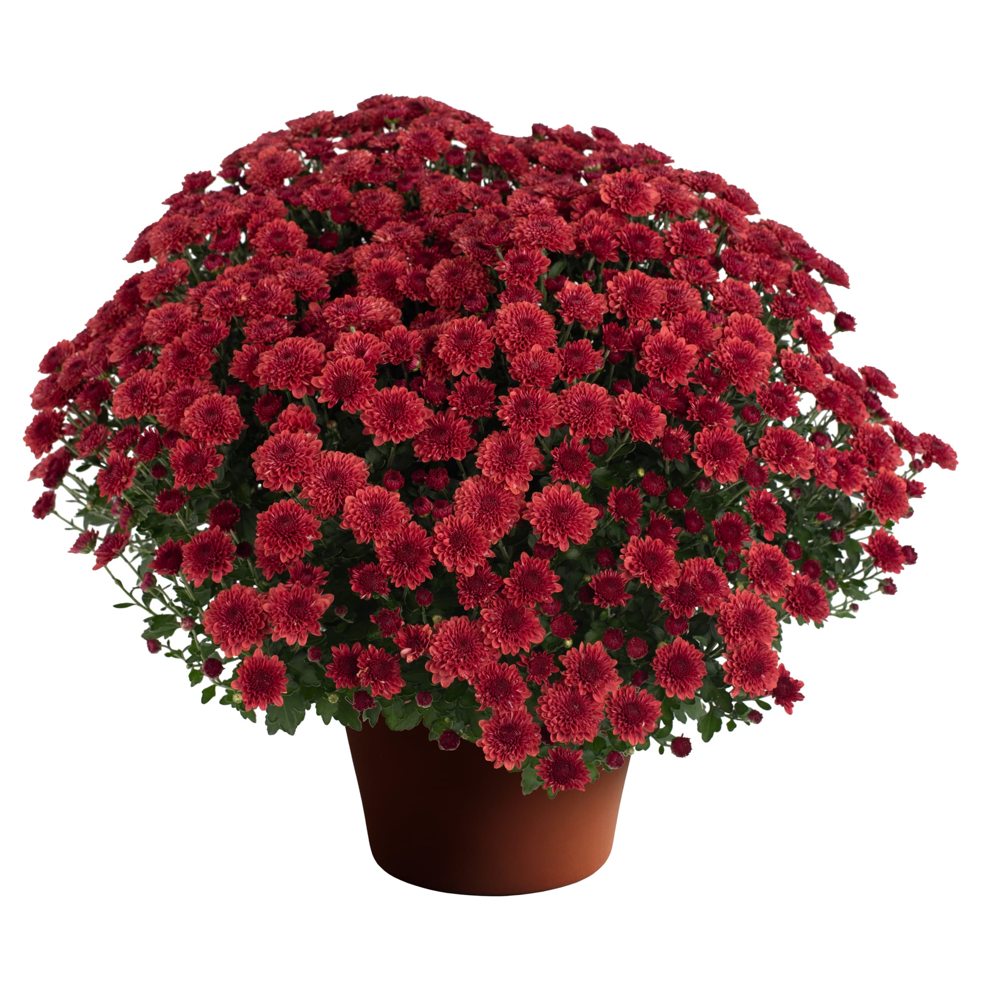 Cheryl™ Jolly Red