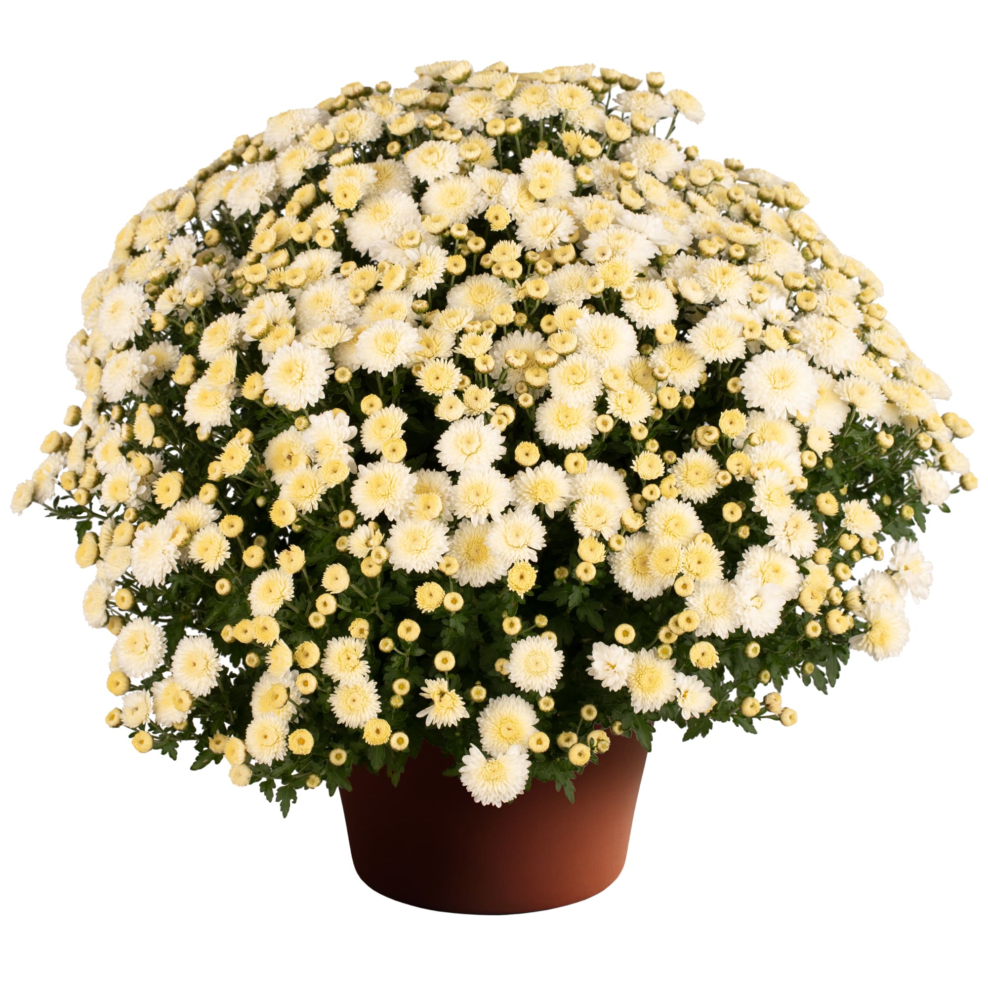 Cheryl™ Frosty White