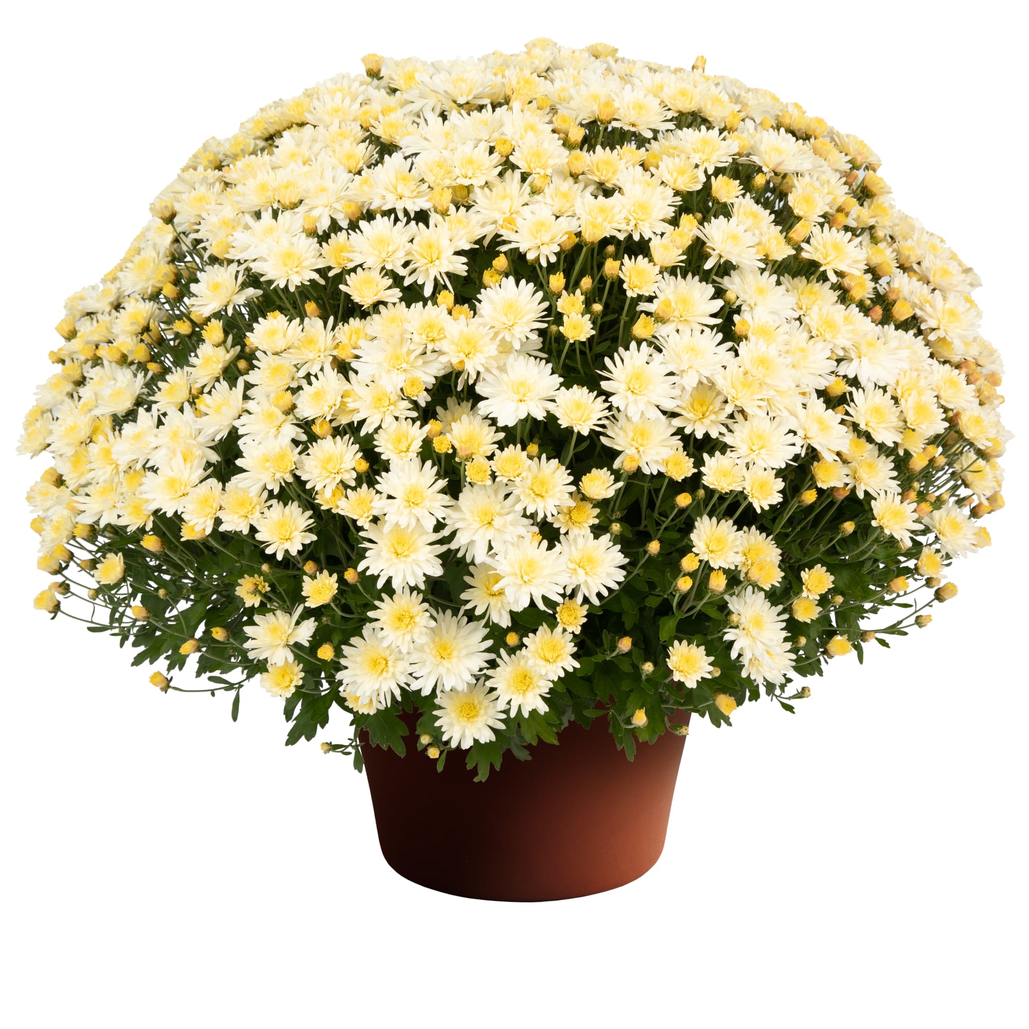 Pamela™ White