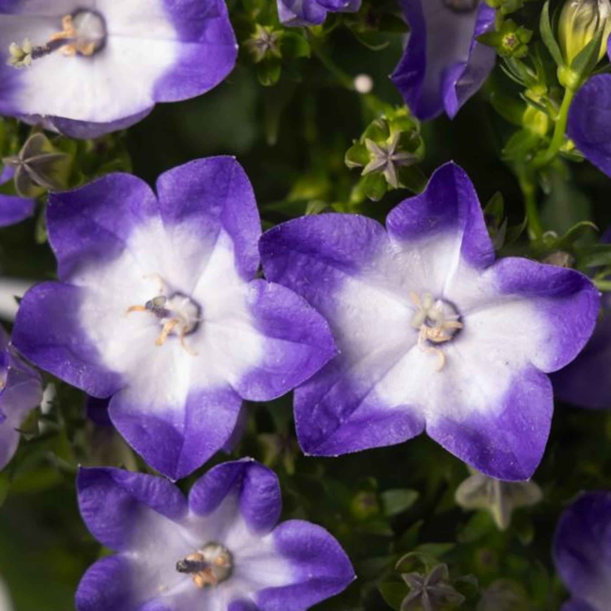 Cariboo™ Dark Blue Bicolor