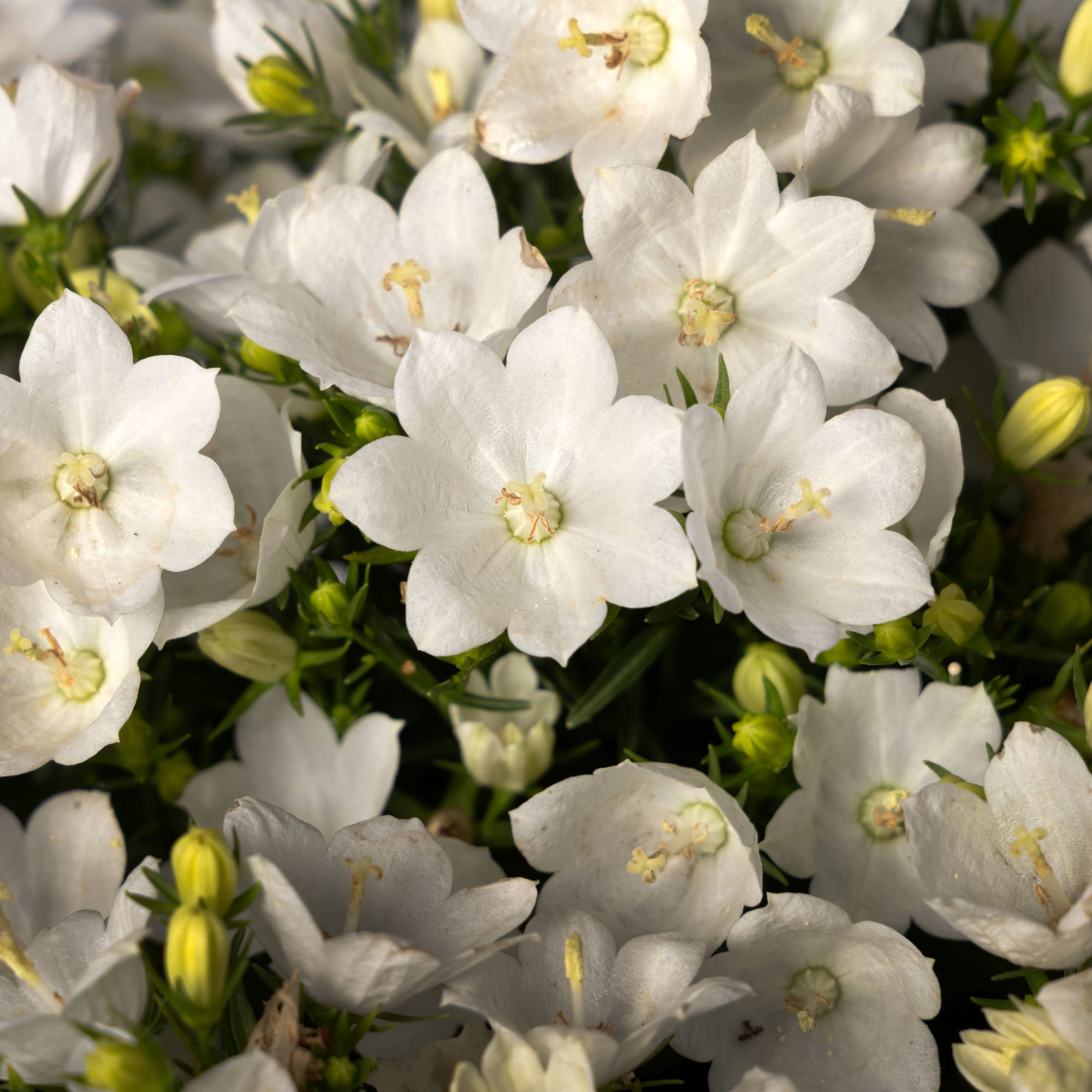 Cariboo™ White