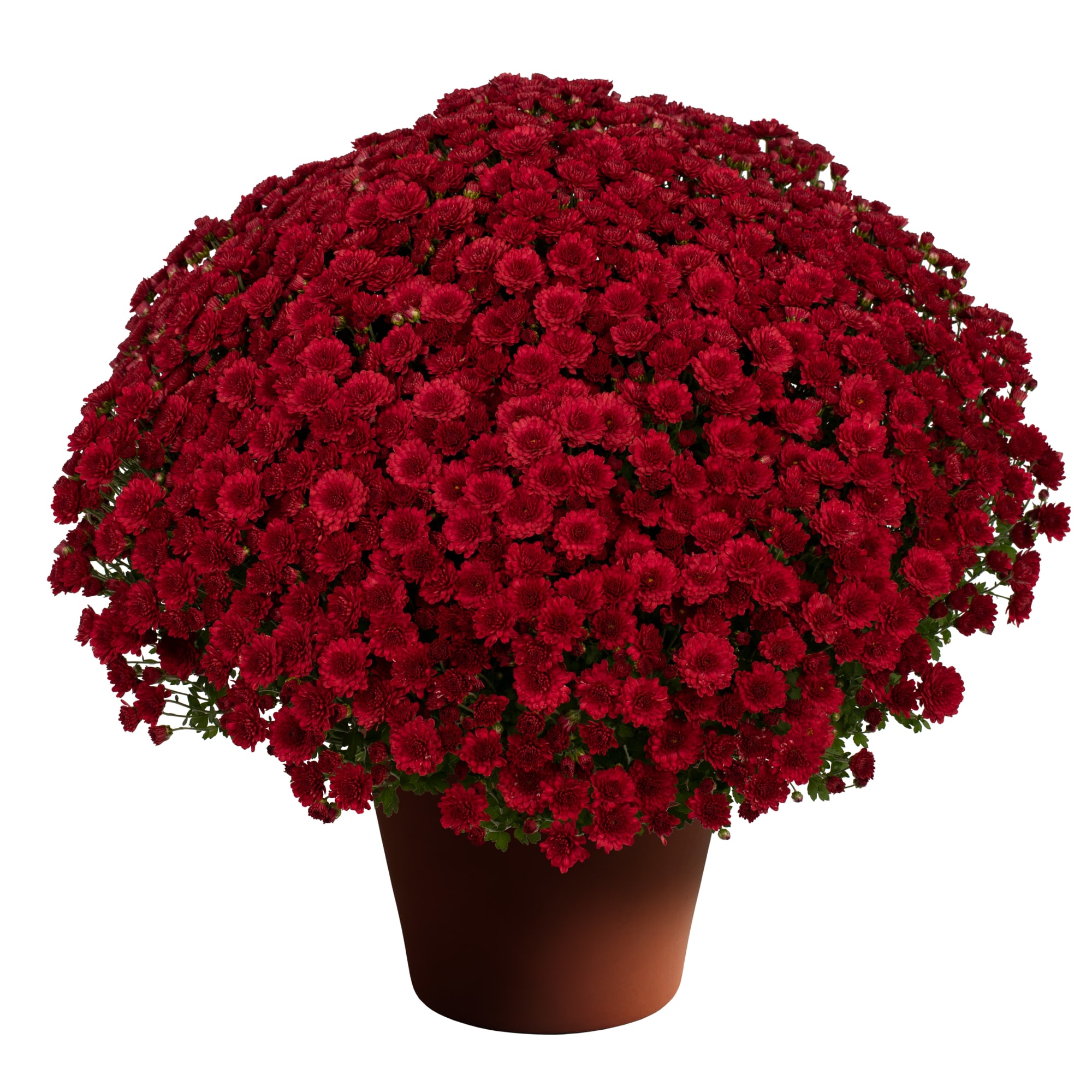 flower＊ページ Amazon.com: Victorian Flowers Floral Red Orange Floral Pattern Zx