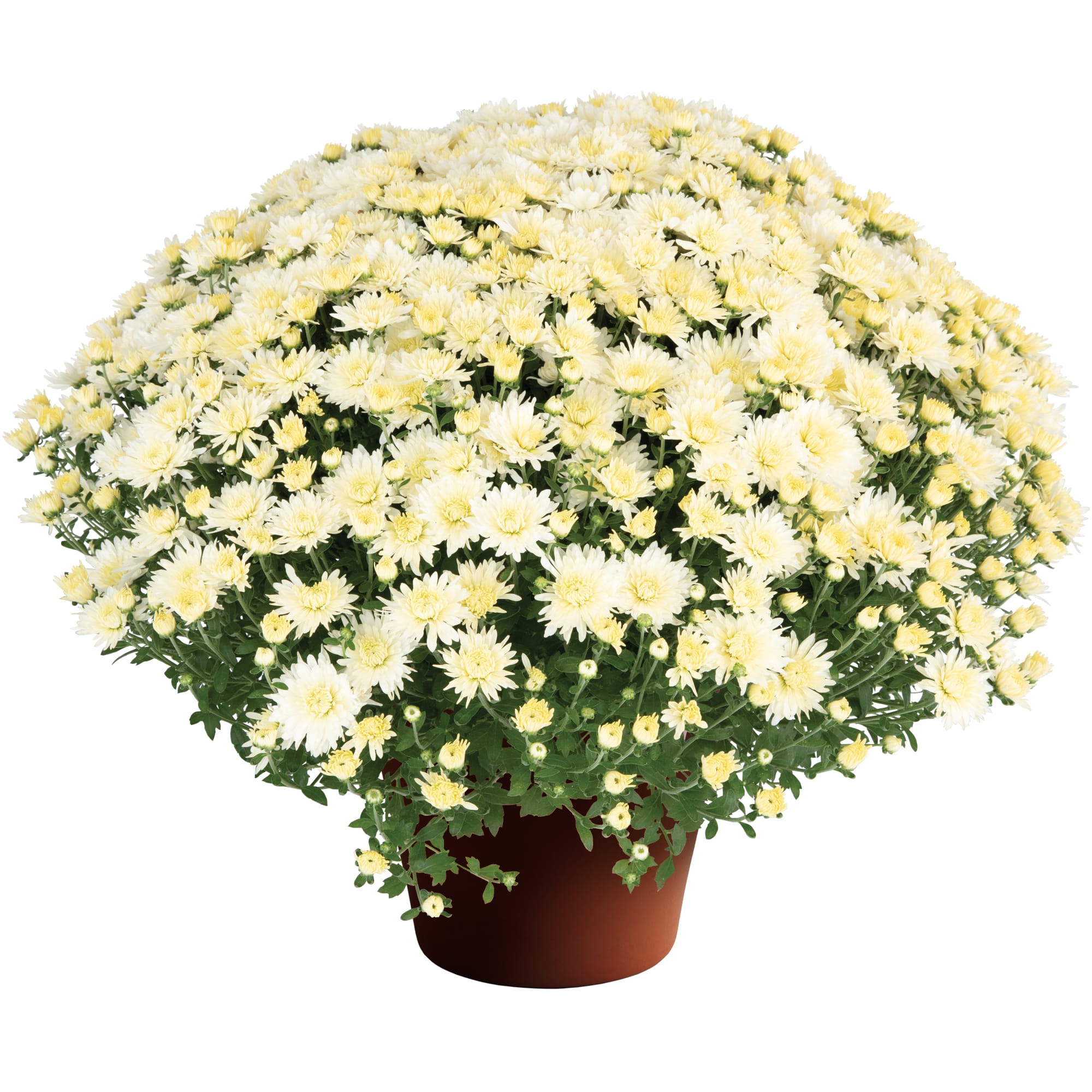 70111545-pot.jpg