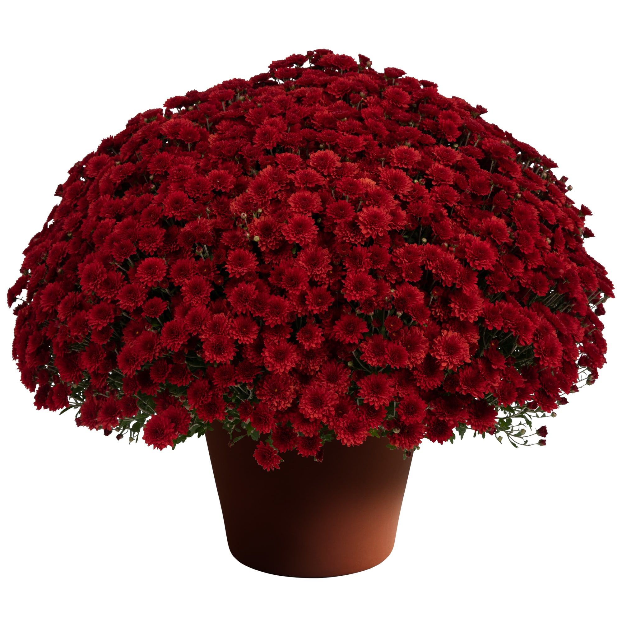 Tabitha Color Tabithaâ„¢ Scarlet | Syngenta Flowers