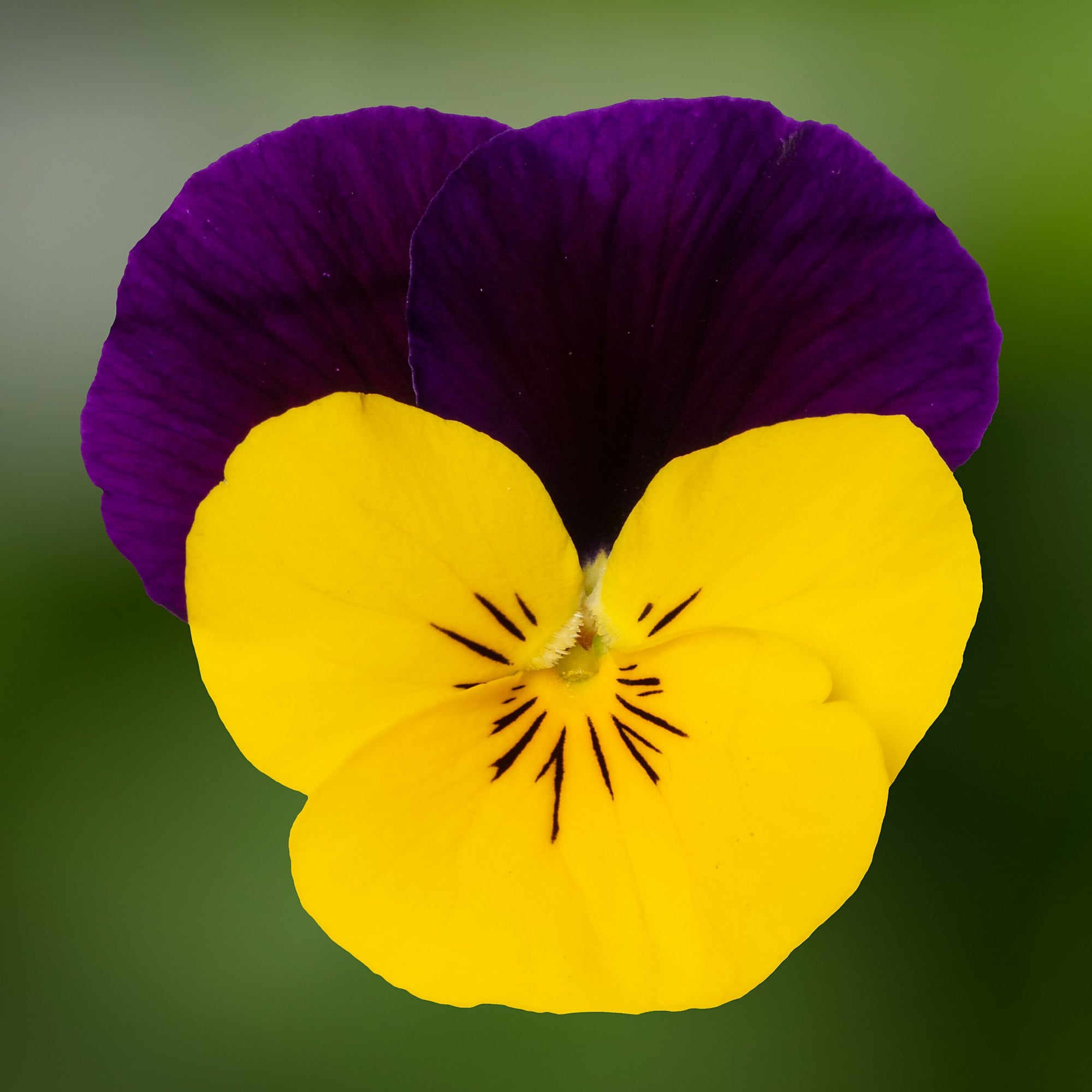 Penny™ Pro Yellow Jump Up | Syngenta Flowers