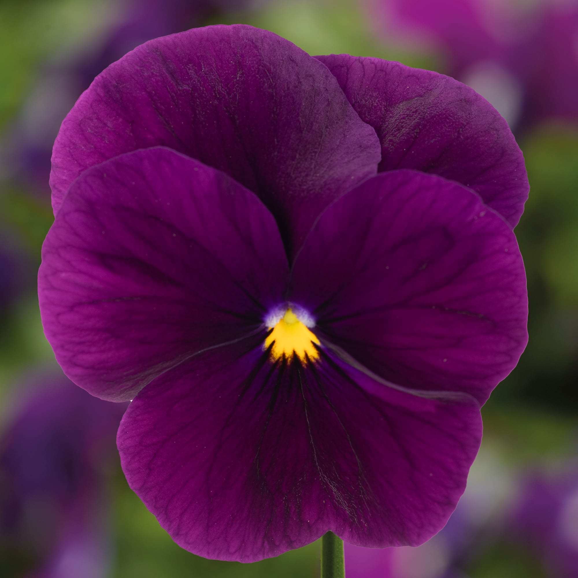 Penny™ Pro Violet